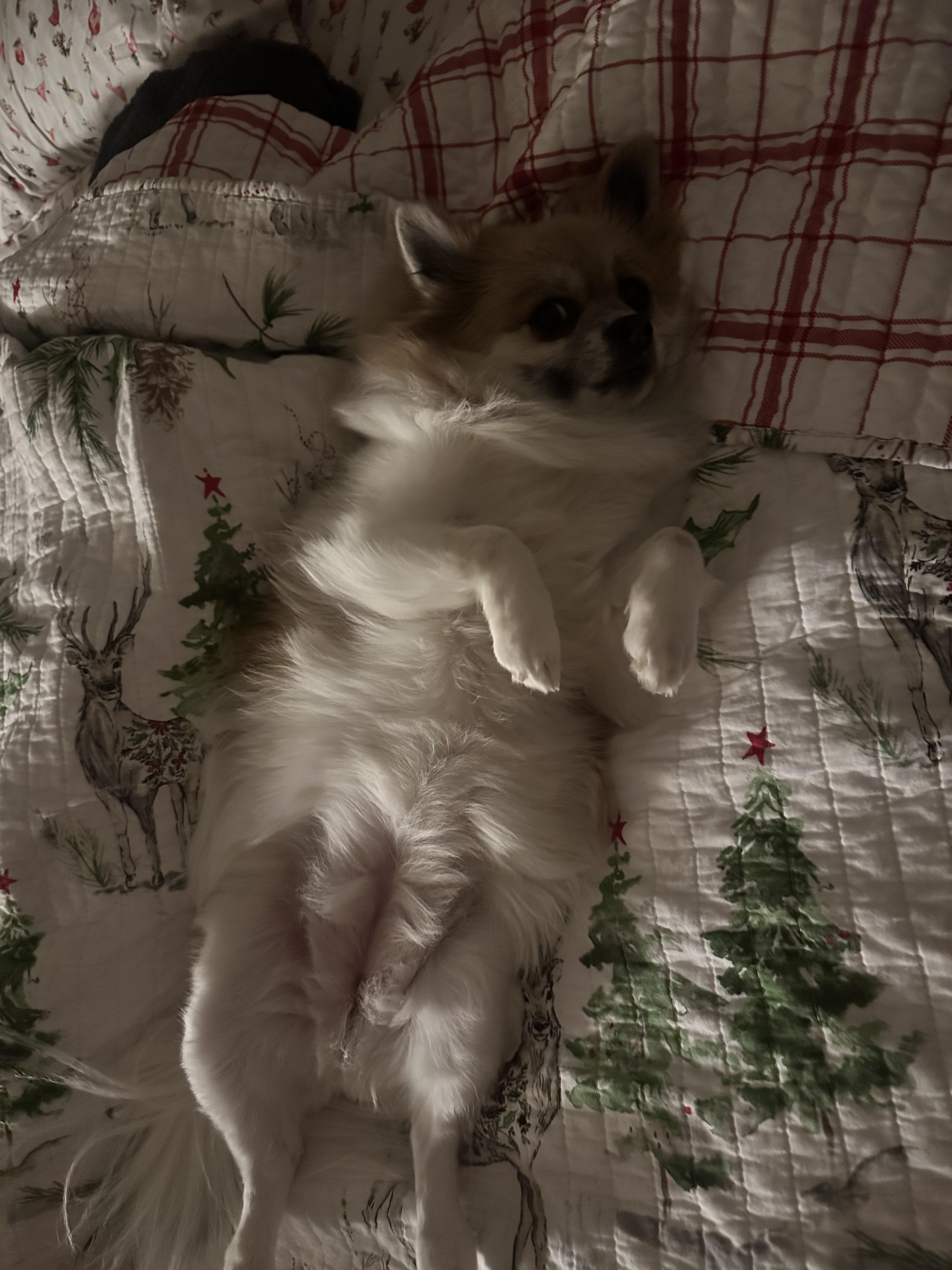 Enlarge Baby, an adopted mixed breed in West Valley, UT image 4/5