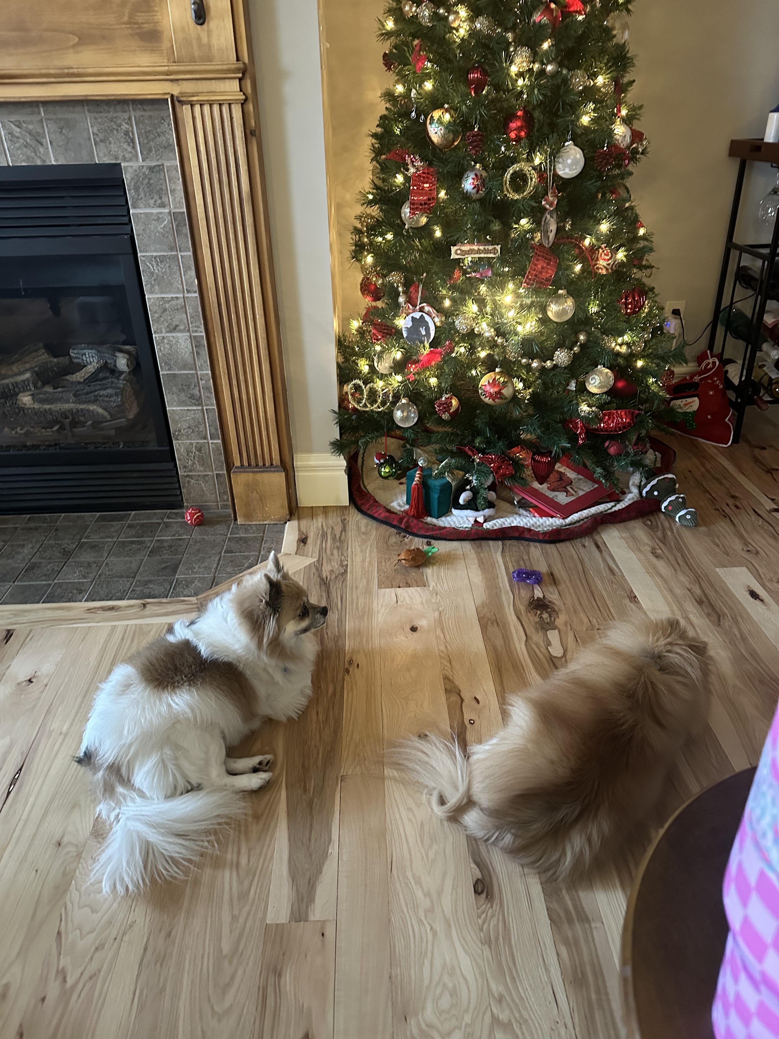 Enlarge Baby, an adopted mixed breed in West Valley, UT image 2/5