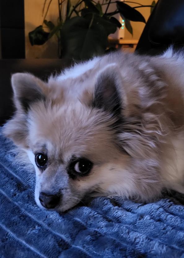 Baby, ADOPTABLE, Adult Female Pomeranian.