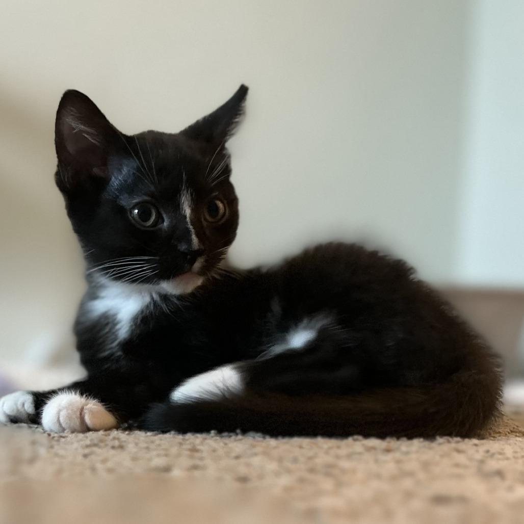 Fer Sure, Adoptable, Young Male Domestic Short Hair.