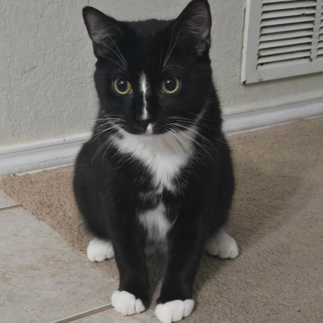 Fer Sure, Adoptable, Young Male Domestic Short Hair.