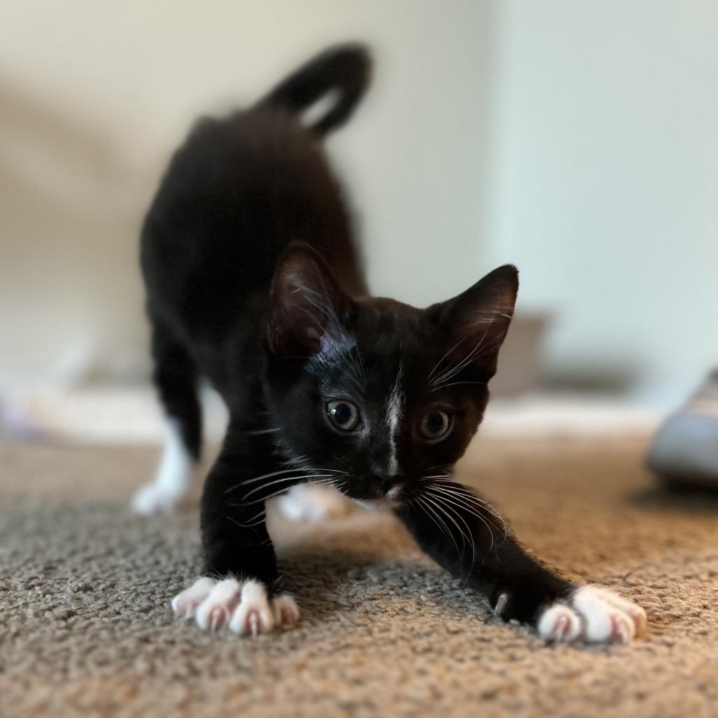 Enlarge Fer Sure, a Adoptable Domestic Short Hair in Boerne, TX image 3/6