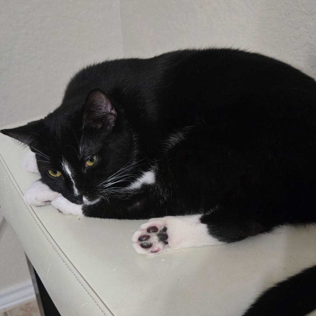 Enlarge Fer Sure, a Adoptable Domestic Short Hair in Boerne, TX image 5/6