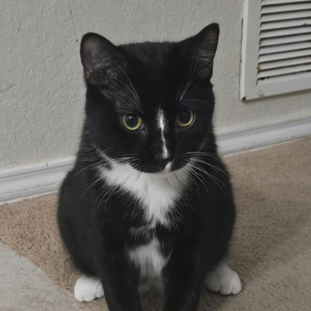 Enlarge Fer Sure, a Adoptable Domestic Short Hair in Boerne, TX image 6/6