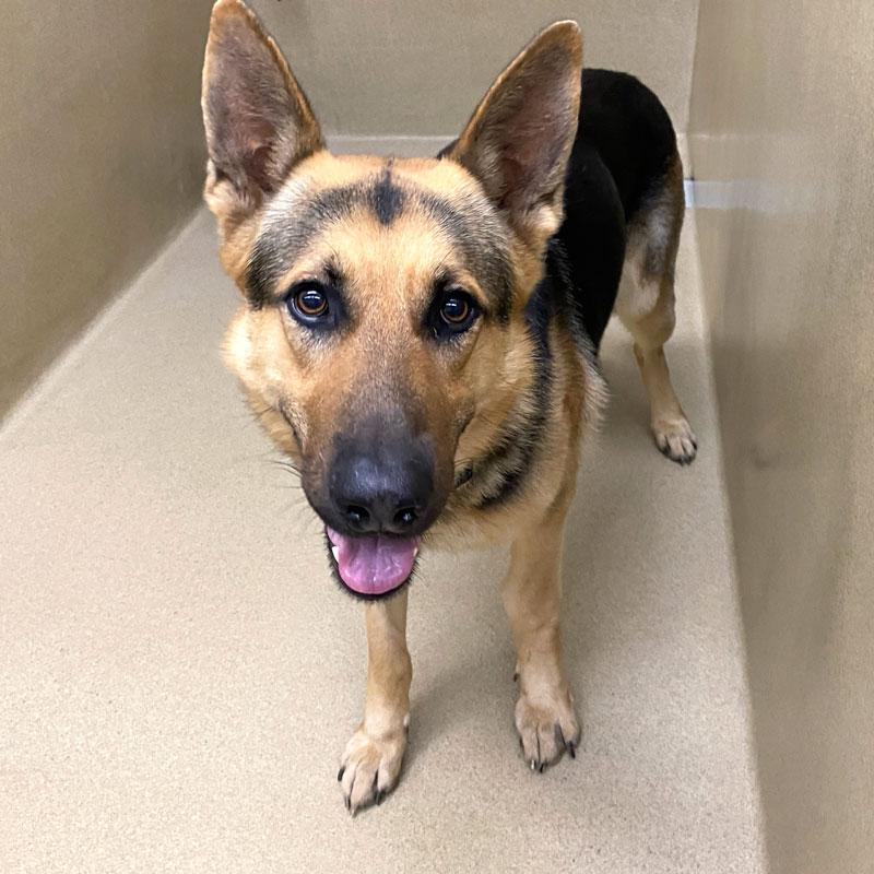 Busch #21639, ADOPTABLE, Adult Male German Shepherd Dog.
