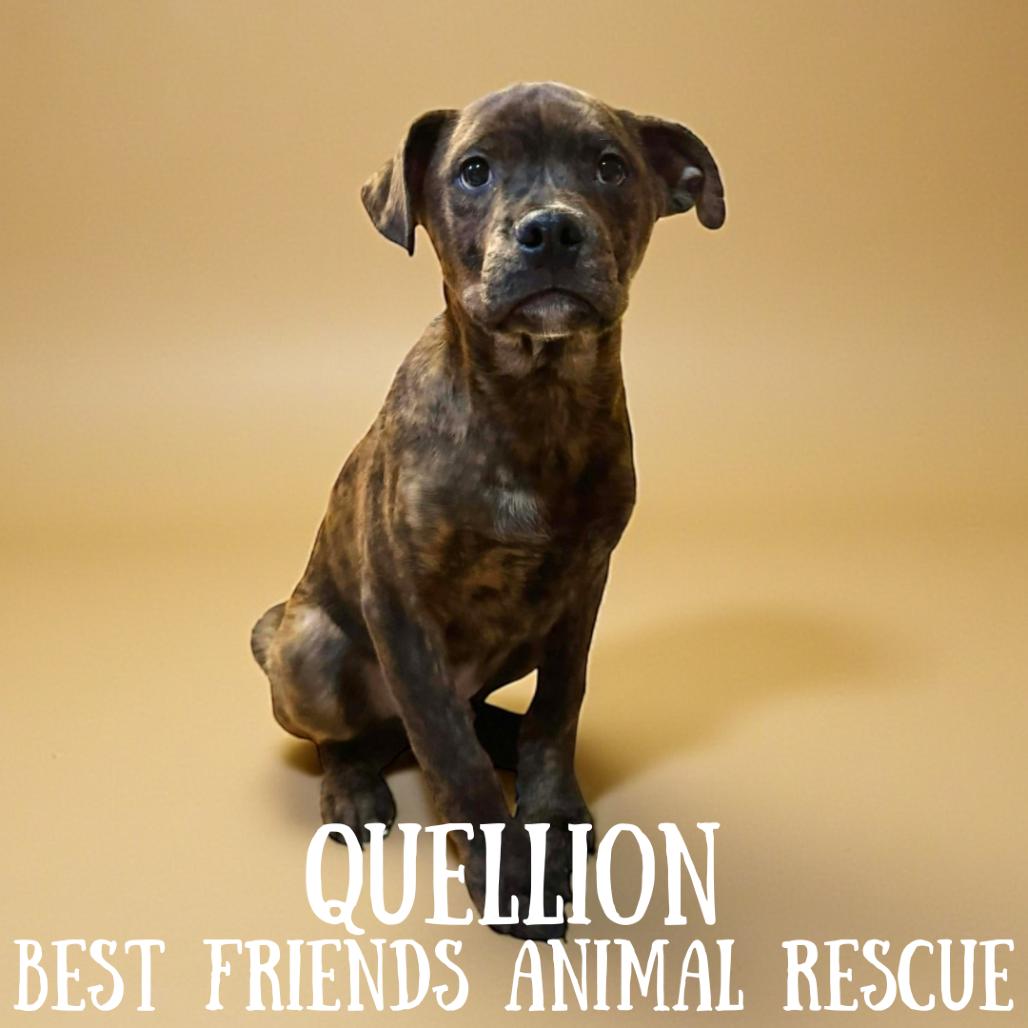 Enlarge Quellion, a Adoptable mixed breed in Wasilla, AK image 1/1