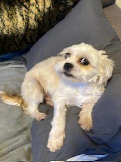 Maxie, Adopted, Young Male Shih Tzu & Maltese.