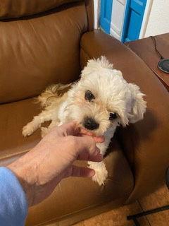 Enlarge Maxie, a Adopted mixed breed in Tampa, FL image 1/3