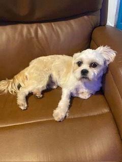 Enlarge Maxie, a Adopted mixed breed in Tampa, FL image 2/3