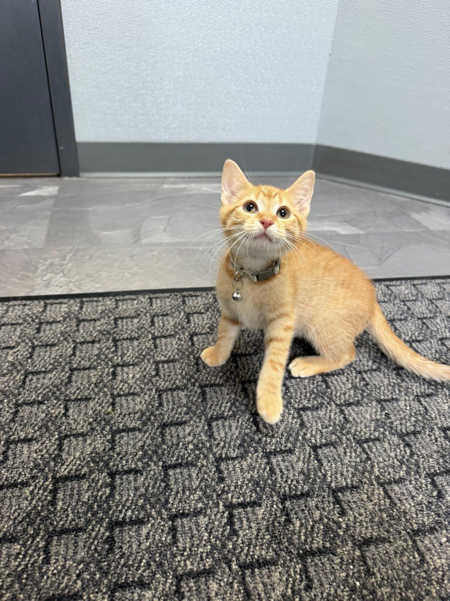 Prince Sparkle, ADOPTABLE, Young Male Domestic Short Hair.