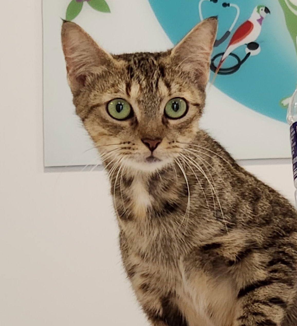 Monica, Adopted, Adult Female American Shorthair.