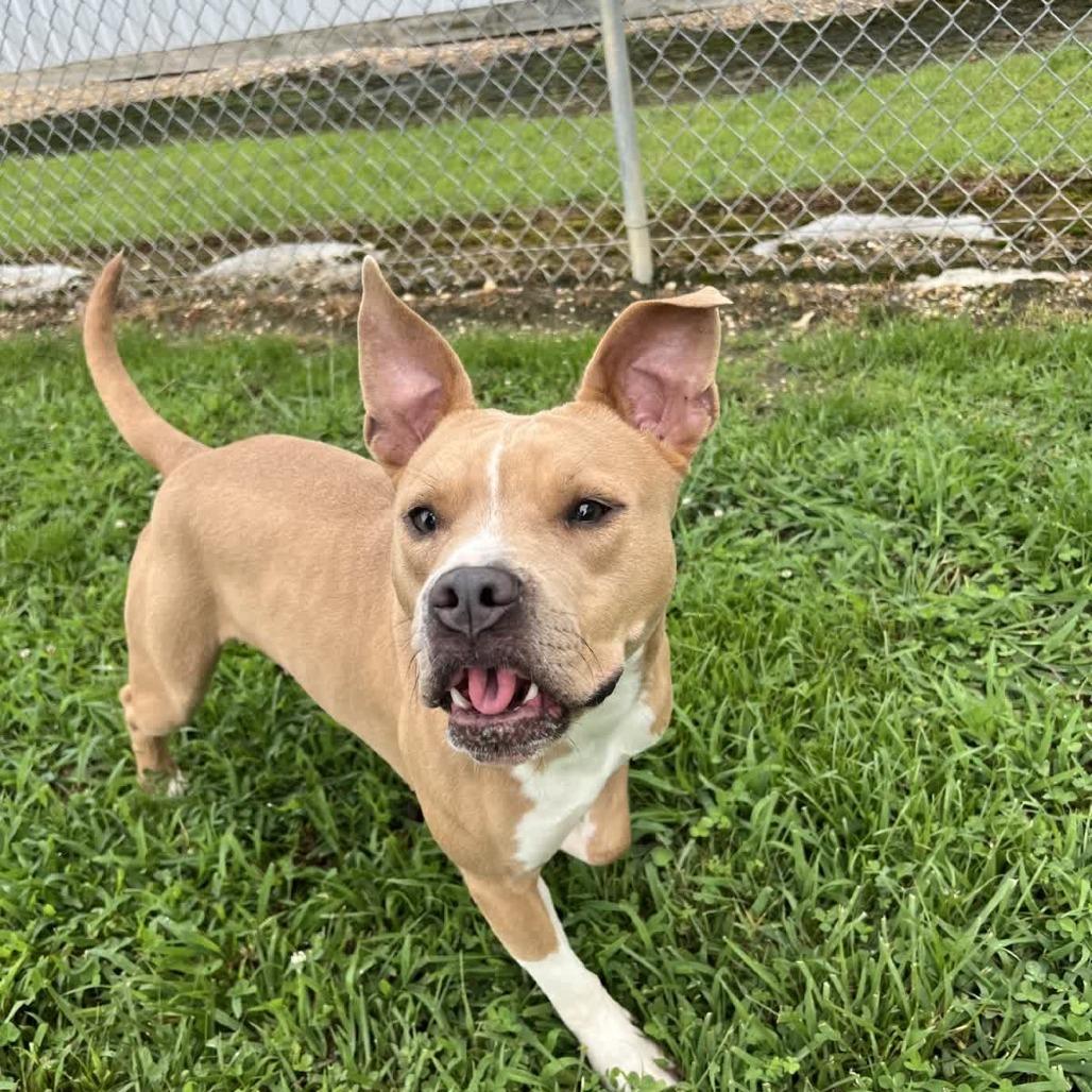 Enlarge Pop Tart, a Adoptable Mixed Breed in Blairsville, GA image 1/6