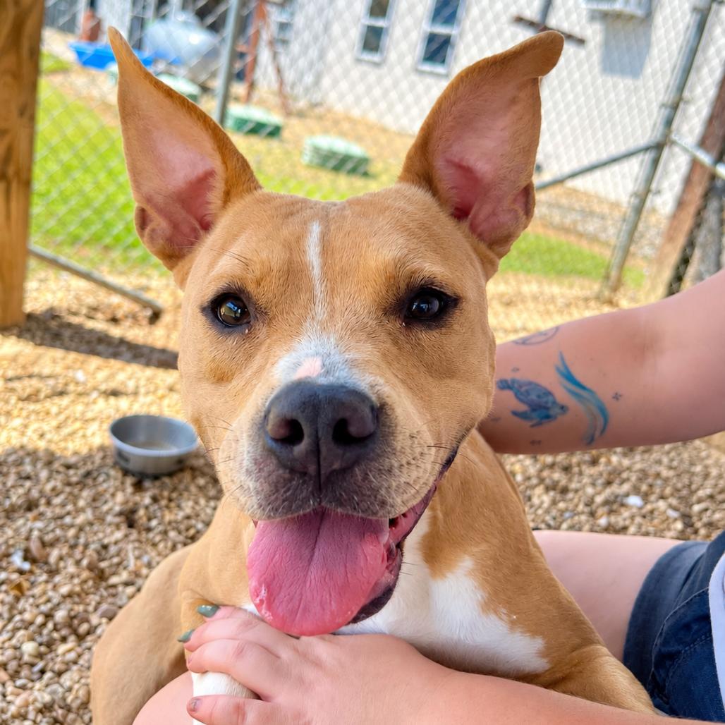 Enlarge Pop Tart, a Adoptable Mixed Breed in Blairsville, GA image 2/6