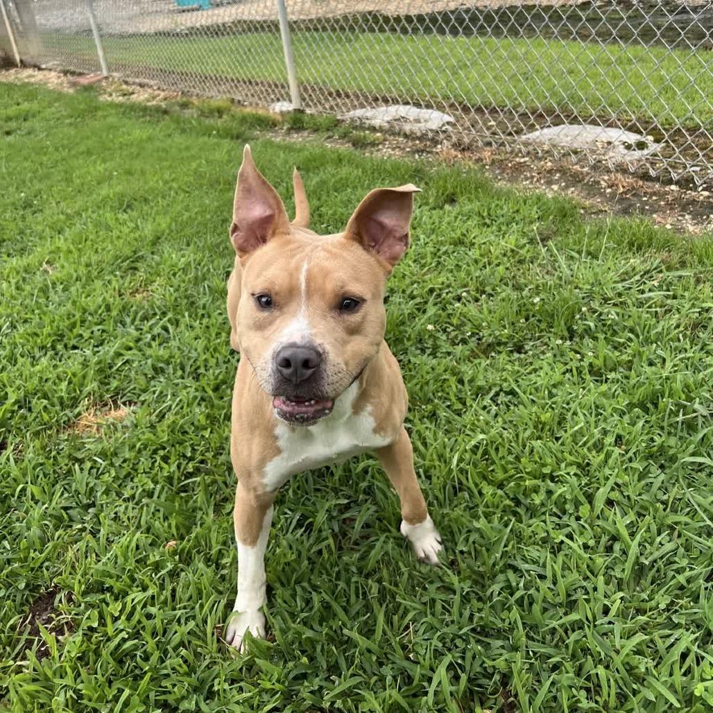 Enlarge Pop Tart, a Adoptable Mixed Breed in Blairsville, GA image 3/6