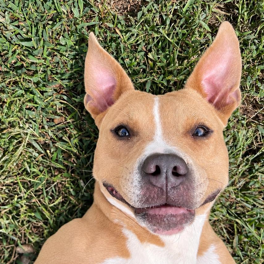 Enlarge Pop Tart, a Adoptable Mixed Breed in Blairsville, GA image 4/6