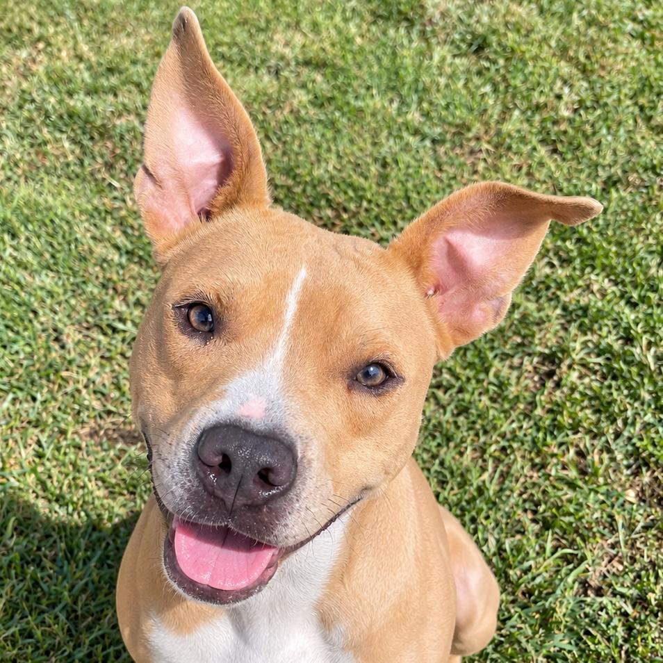 Enlarge Pop Tart, a Adoptable Mixed Breed in Blairsville, GA image 5/6