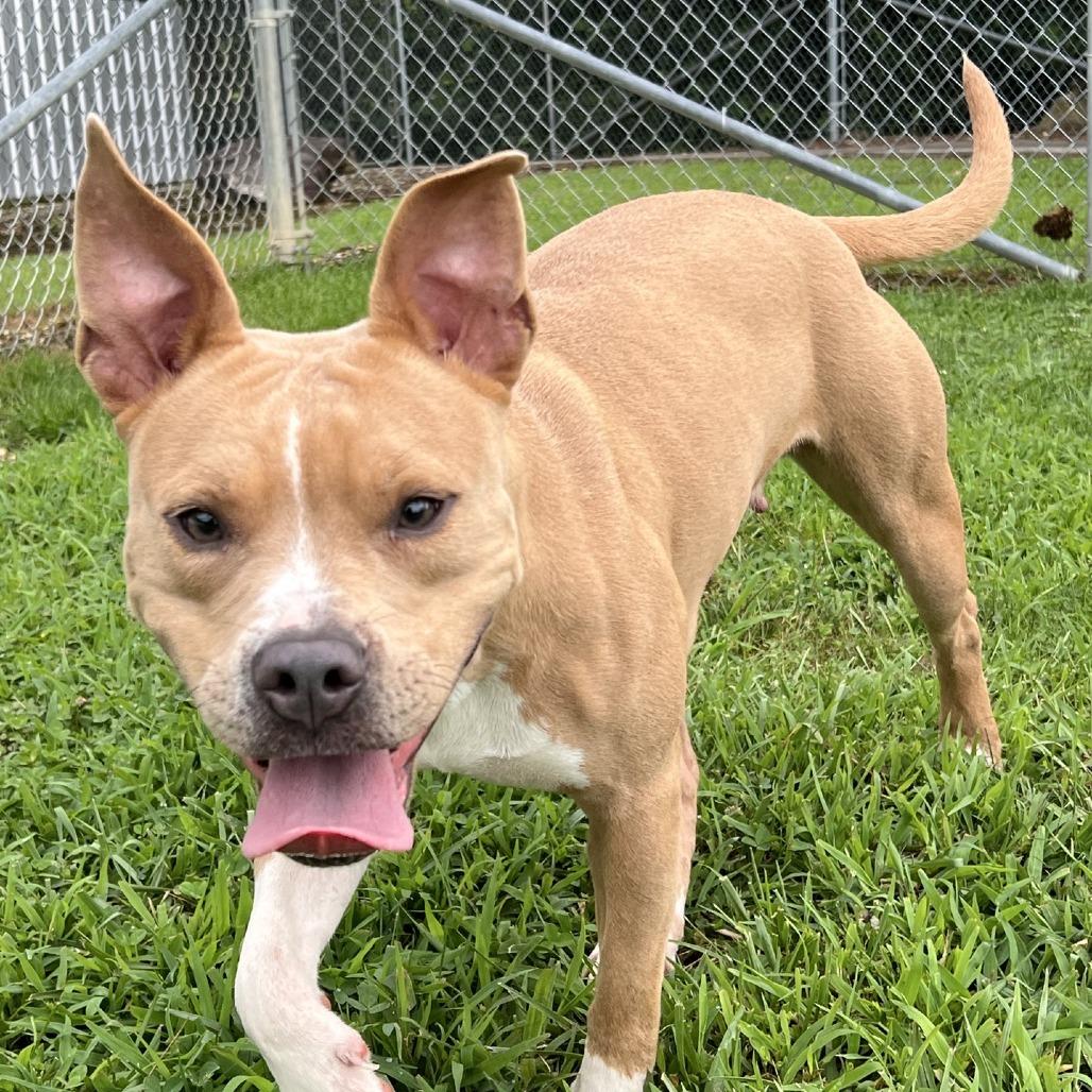 Enlarge Pop Tart, a Adoptable Mixed Breed in Blairsville, GA image 6/6