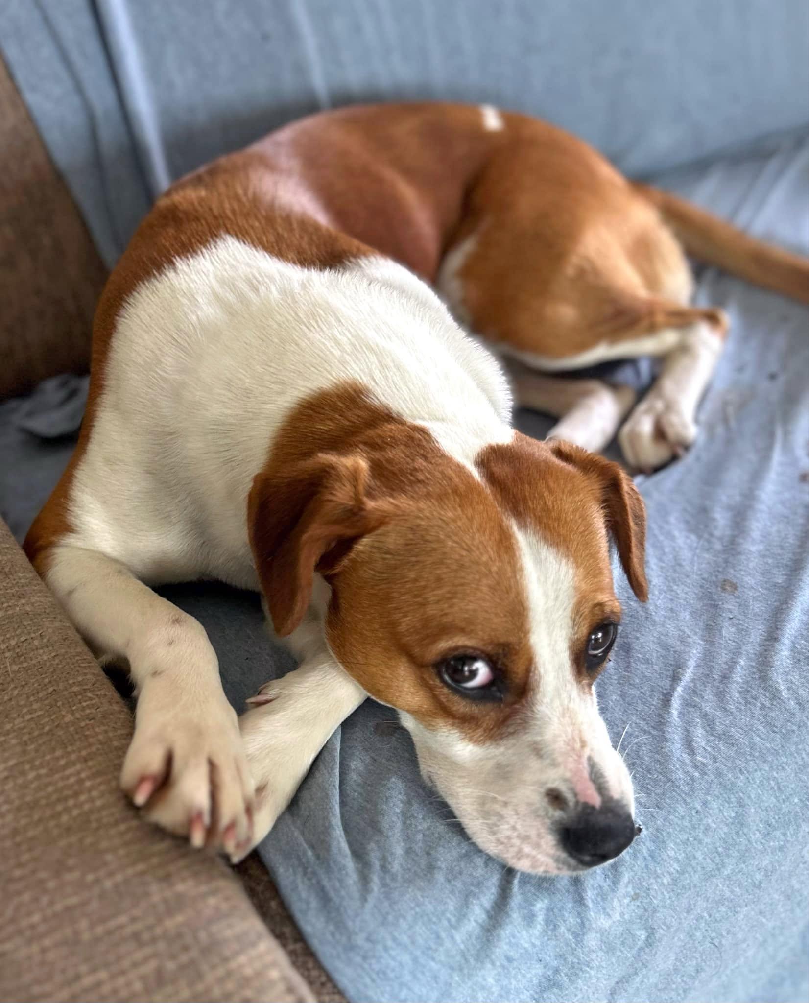 Enlarge Chicky, a Adoptable mixed breed in Milton, FL image 6/6