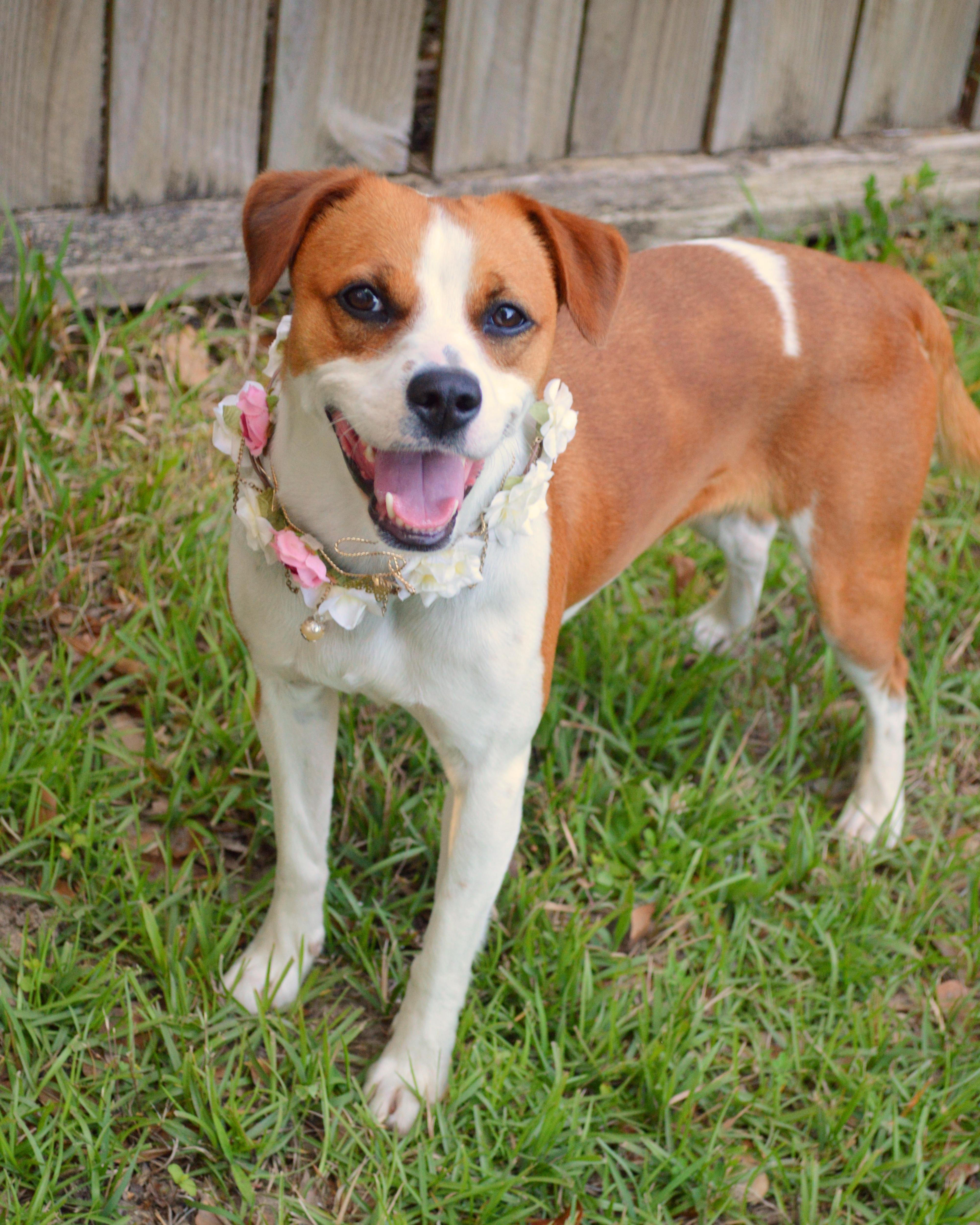 Chicky, Adoptable, Young Female Beagle.