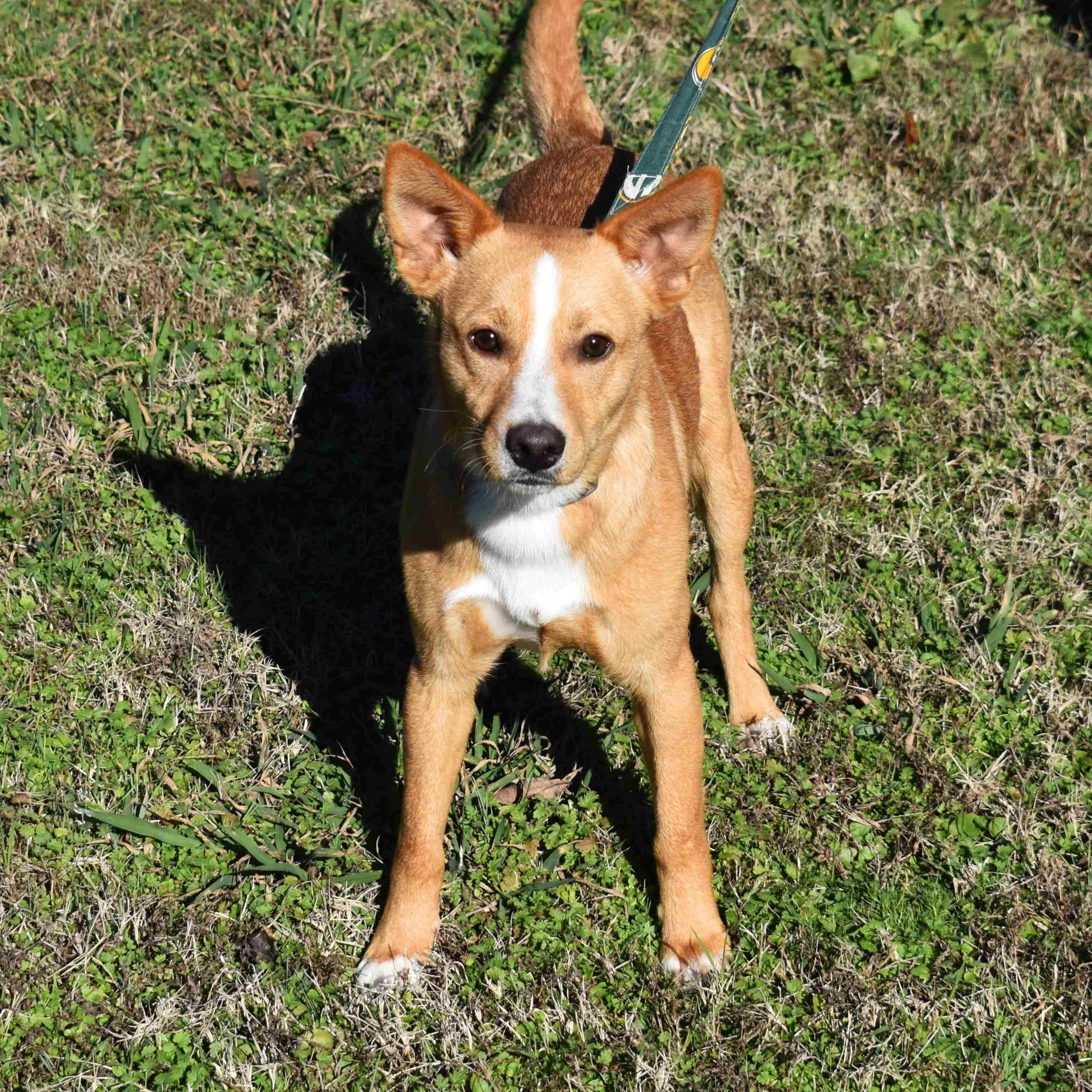 Enlarge Travis, a Adoptable Mixed Breed in Searcy, AR image 4/6