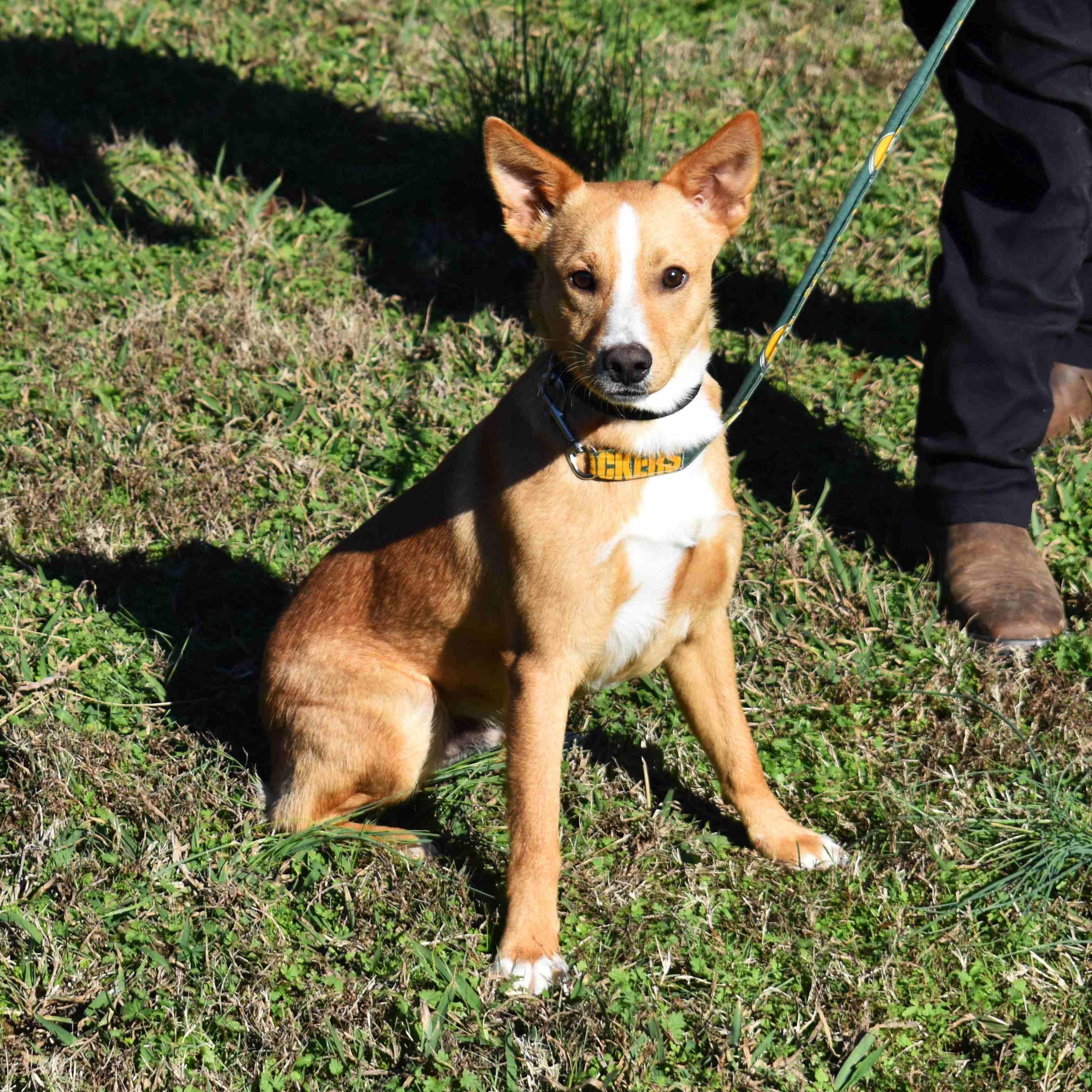 Enlarge Travis, a Adoptable Mixed Breed in Searcy, AR image 5/6