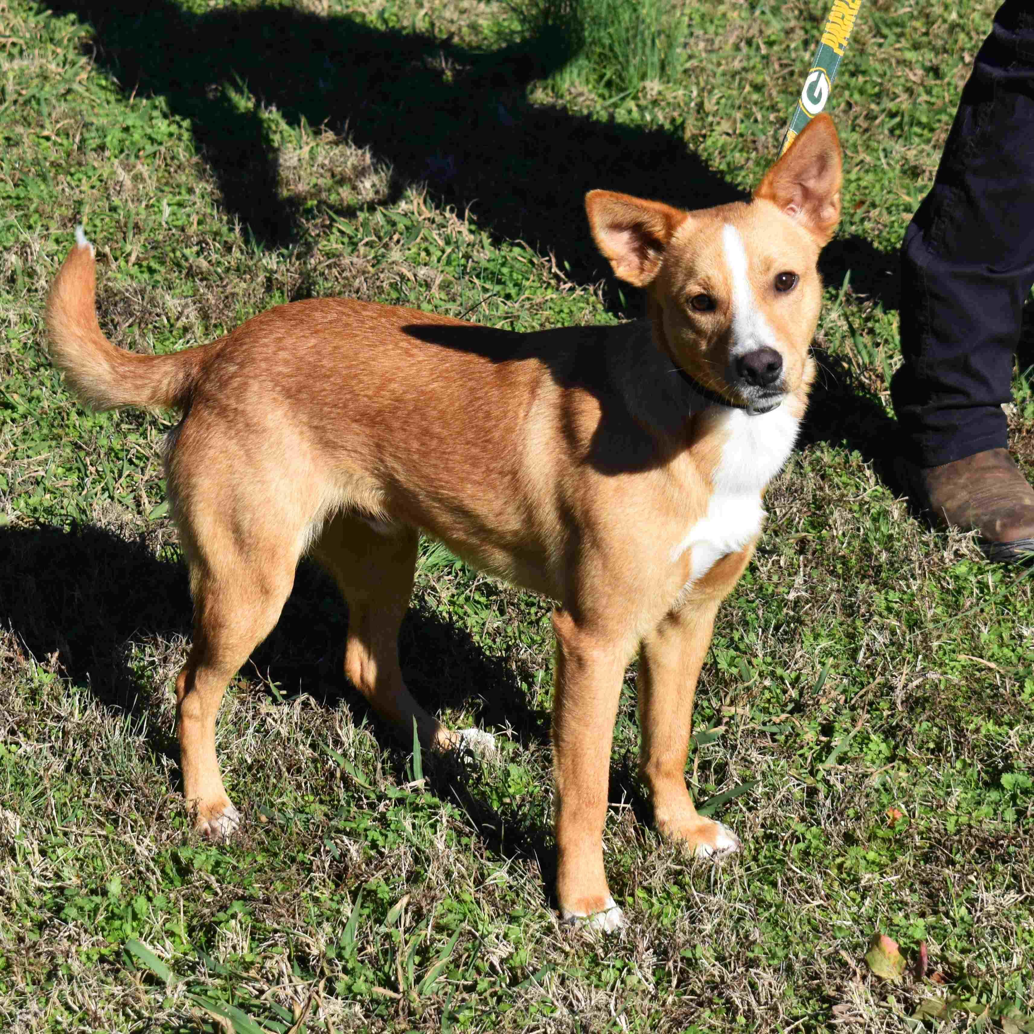 Travis, Adoptable, Puppy Male Mixed Breed.