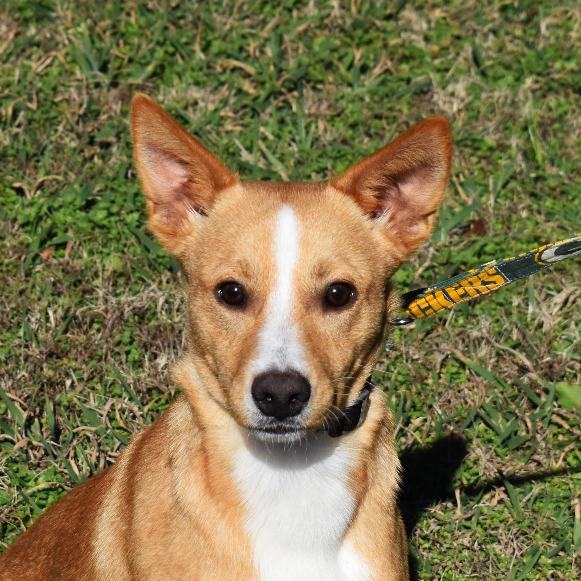 Enlarge Travis, a Adoptable Mixed Breed in Searcy, AR image 2/6