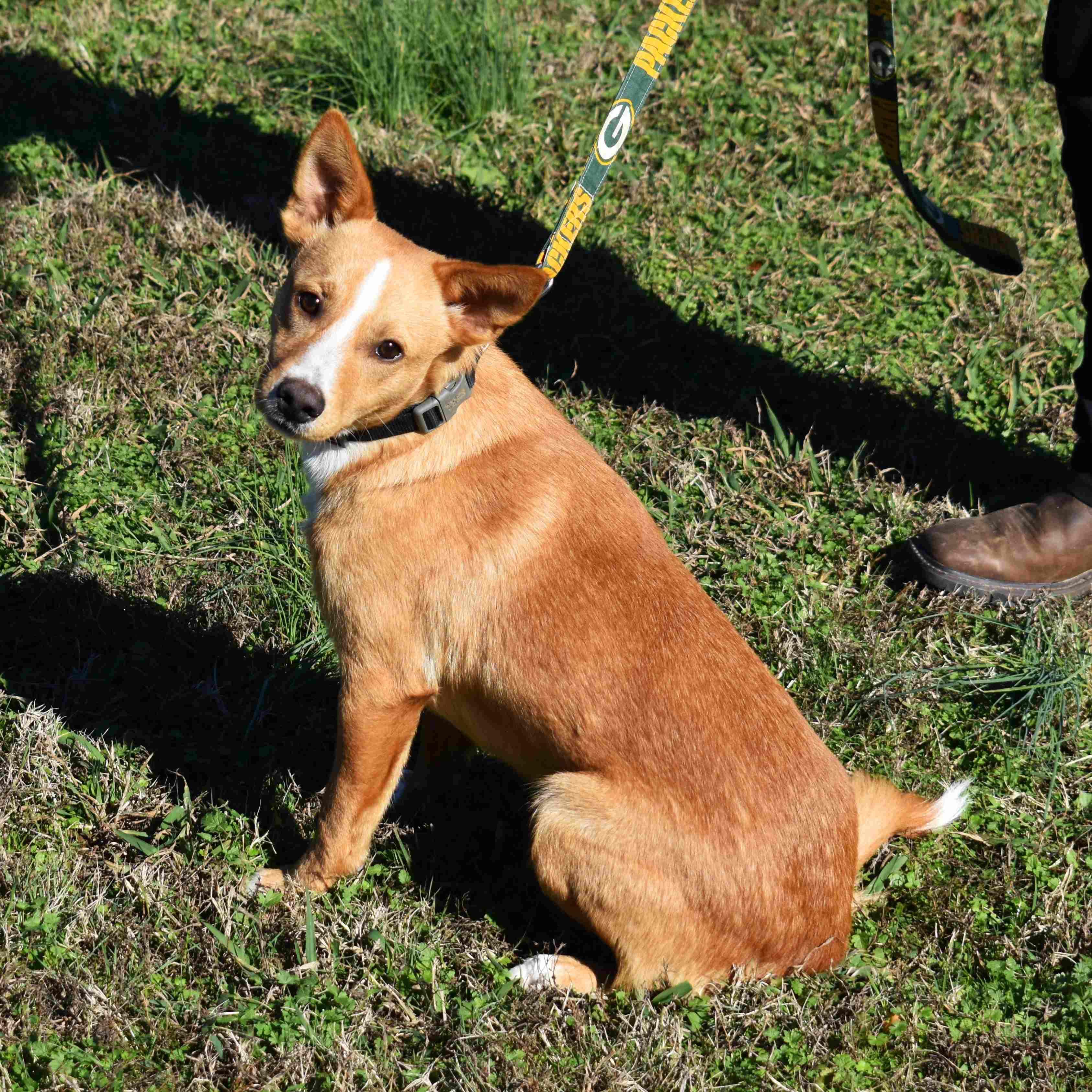 Enlarge Travis, a Adoptable Mixed Breed in Searcy, AR image 3/6
