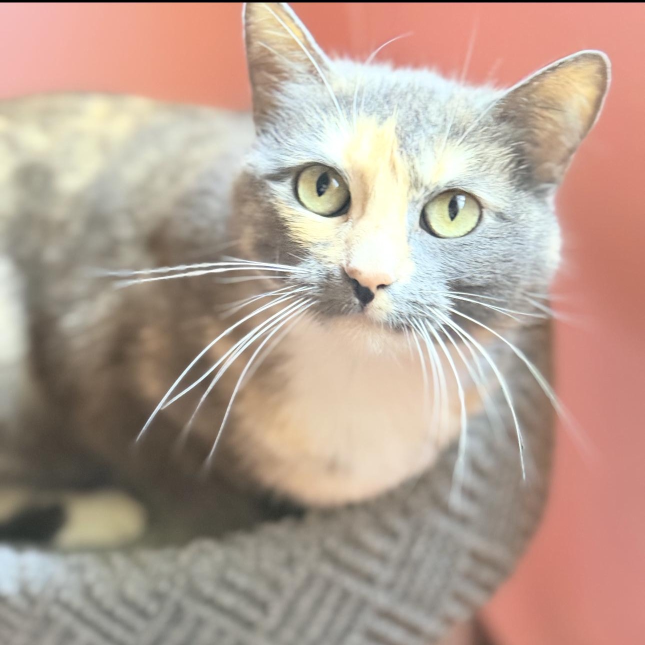 Enlarge Agatha, a ADOPTABLE Calico in Riverside, CA image 1/6