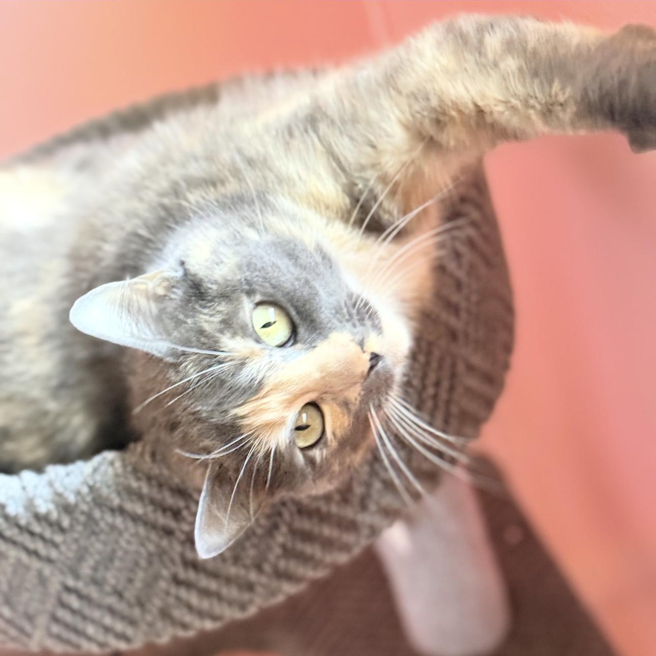 Enlarge Agatha, a ADOPTABLE Calico in Riverside, CA image 6/6