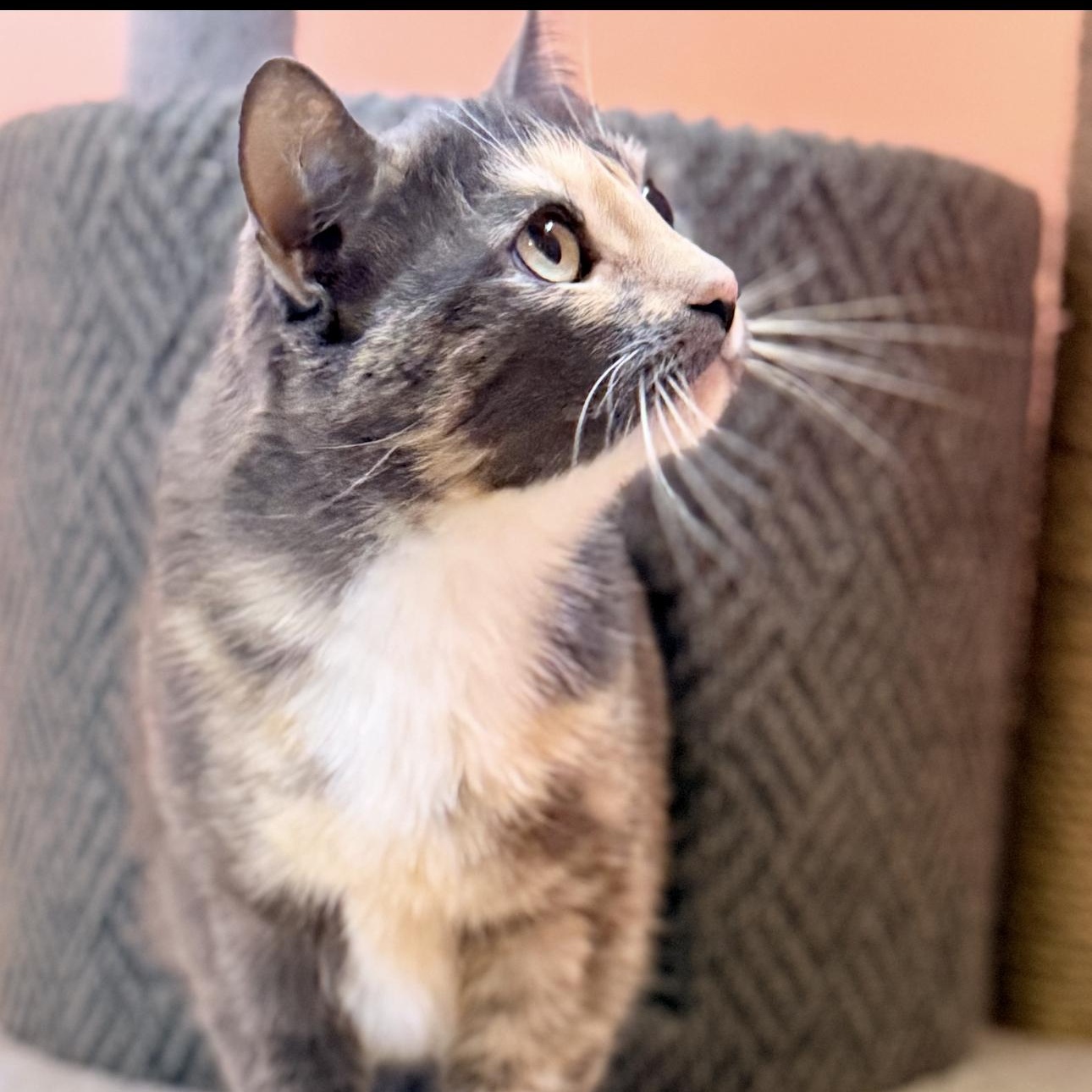 Enlarge Agatha, a ADOPTABLE Calico in Riverside, CA image 2/6