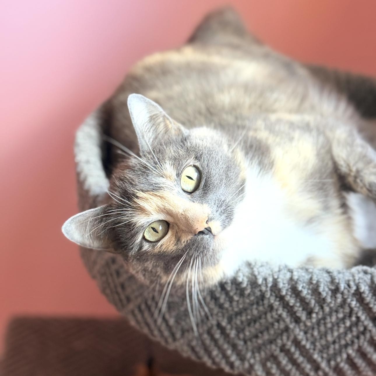 Enlarge Agatha, a ADOPTABLE Calico in Riverside, CA image 5/6