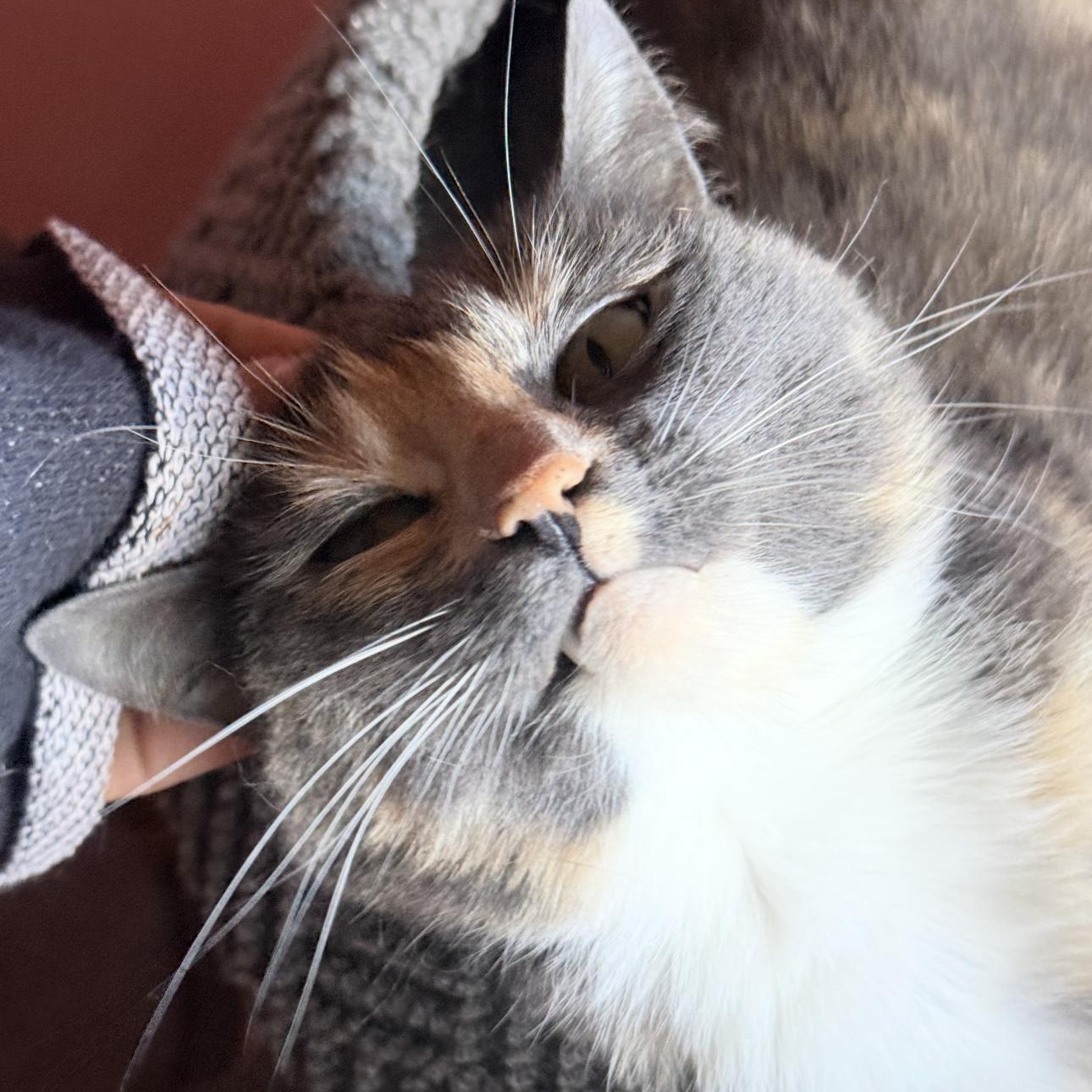 Enlarge Agatha, a ADOPTABLE Calico in Riverside, CA image 4/6