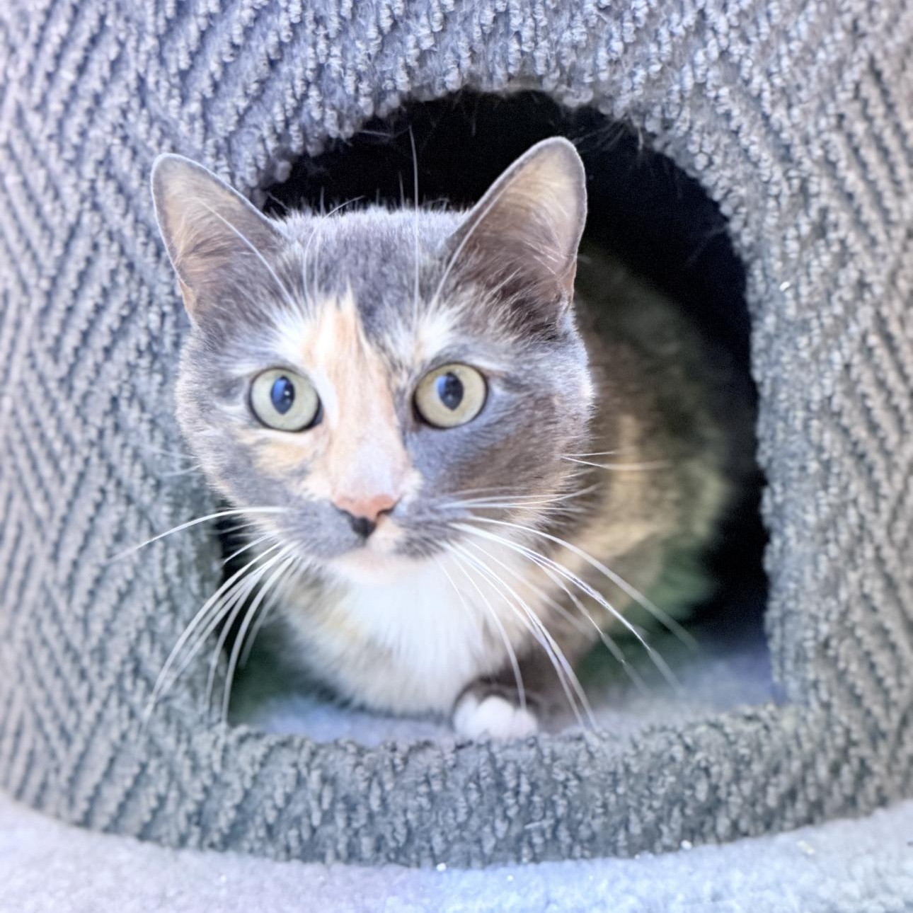 Enlarge Agatha, a ADOPTABLE Calico in Riverside, CA image 3/6