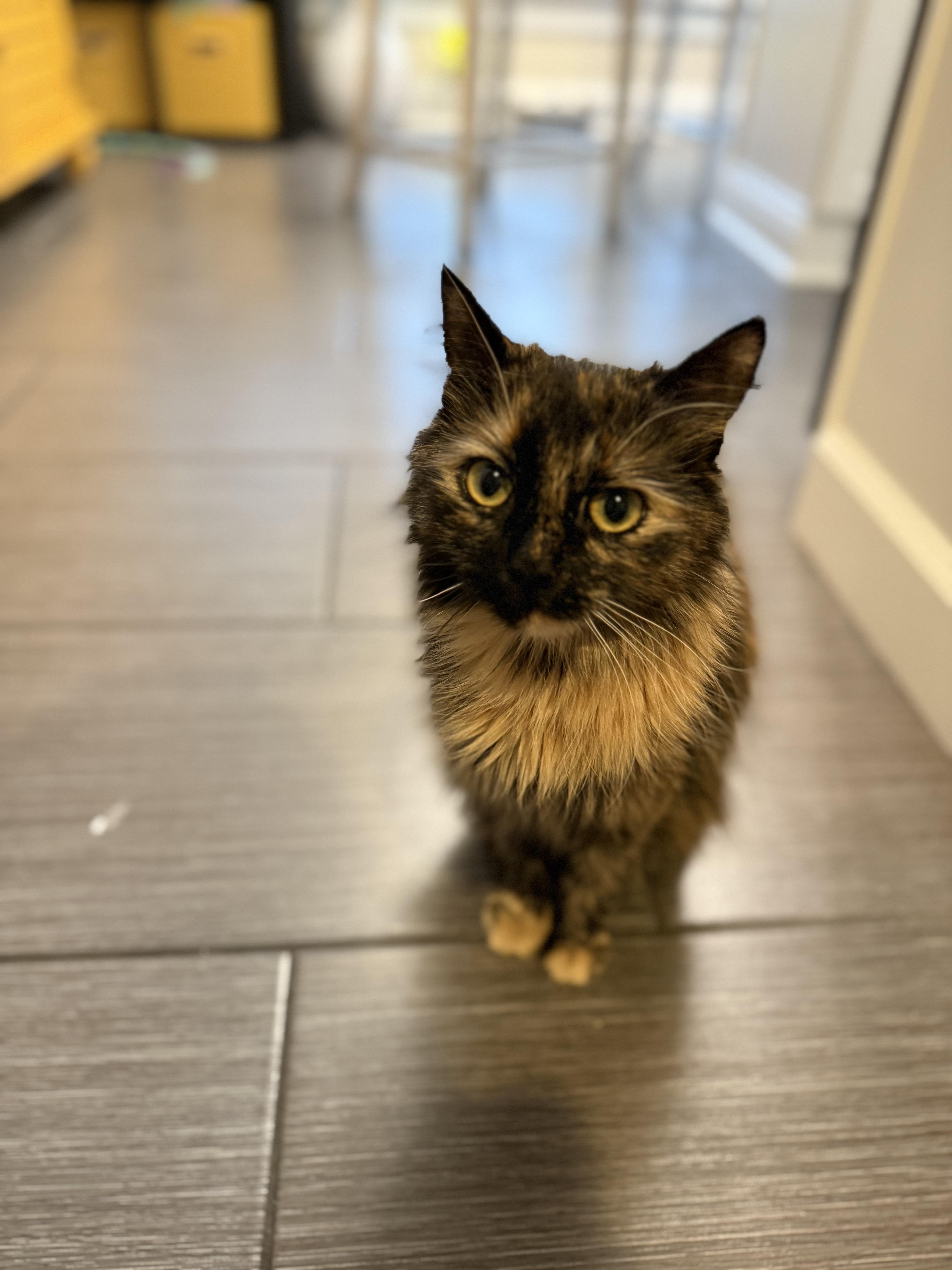 Enlarge Joy, a ADOPTABLE Tortoiseshell in Palatine, IL image 2/3