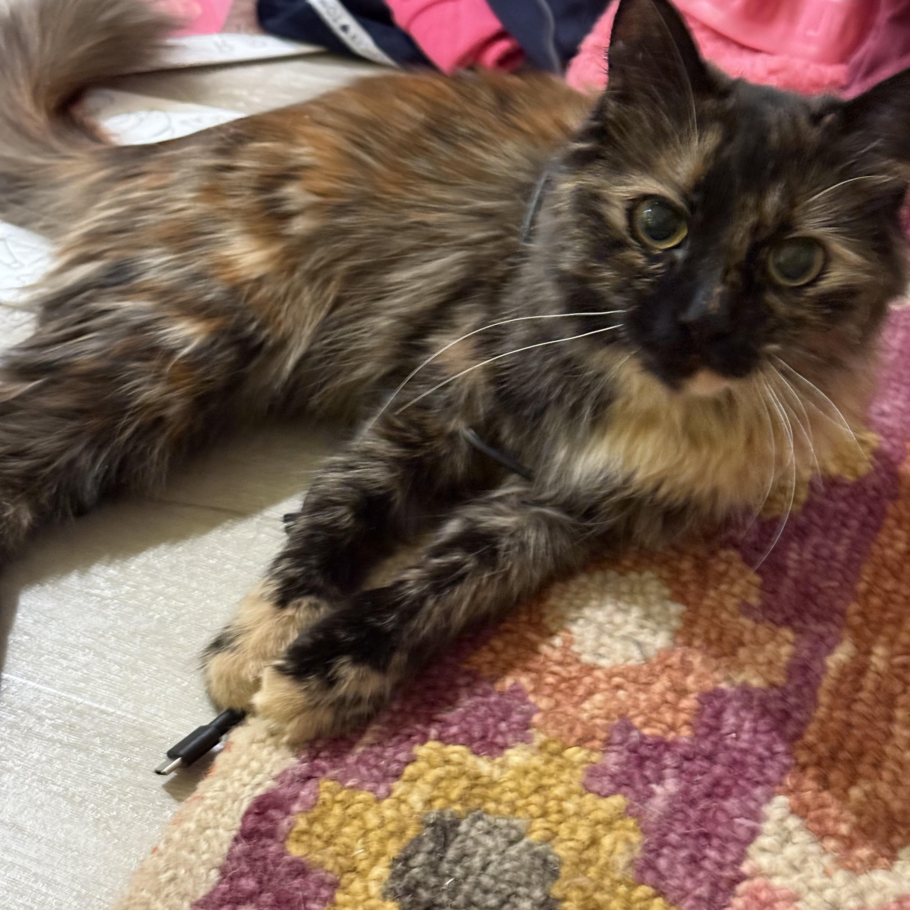 Joy, ADOPTABLE, Young Female Tortoiseshell.