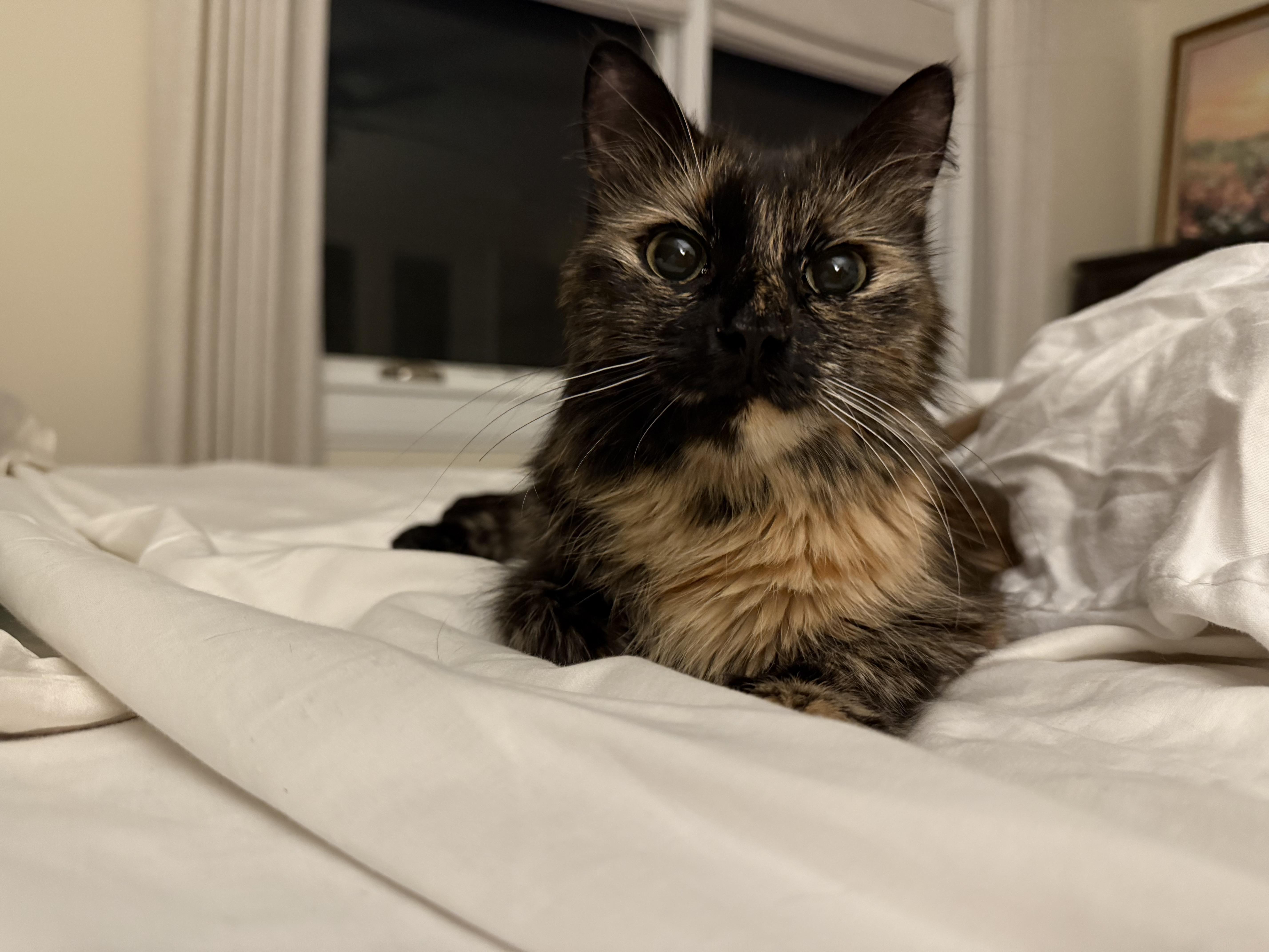 Enlarge Joy, a ADOPTABLE Tortoiseshell in Palatine, IL image 3/3