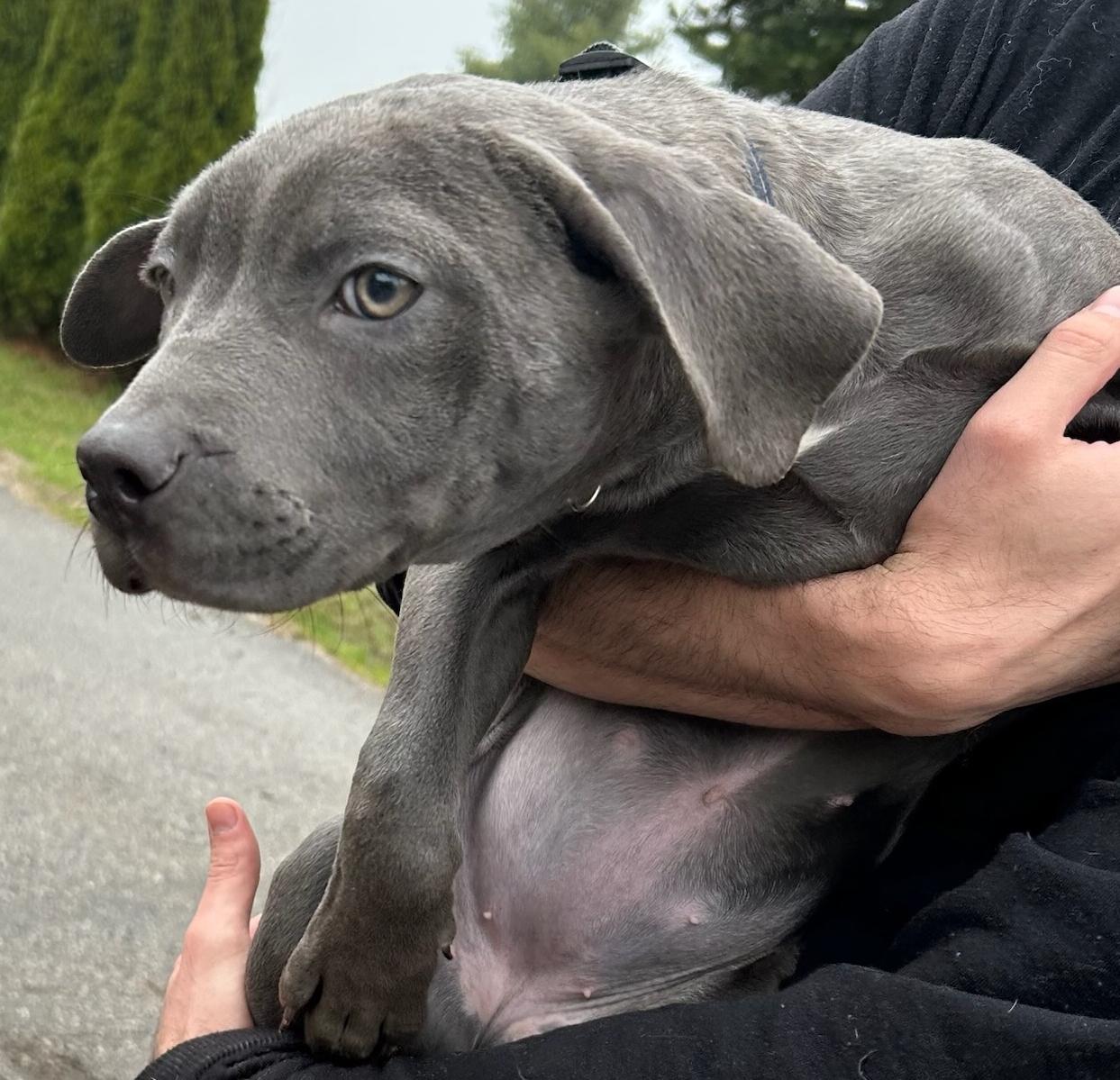 Vivian, adopted, Young Female Weimaraner & Pit Bull Terrier.