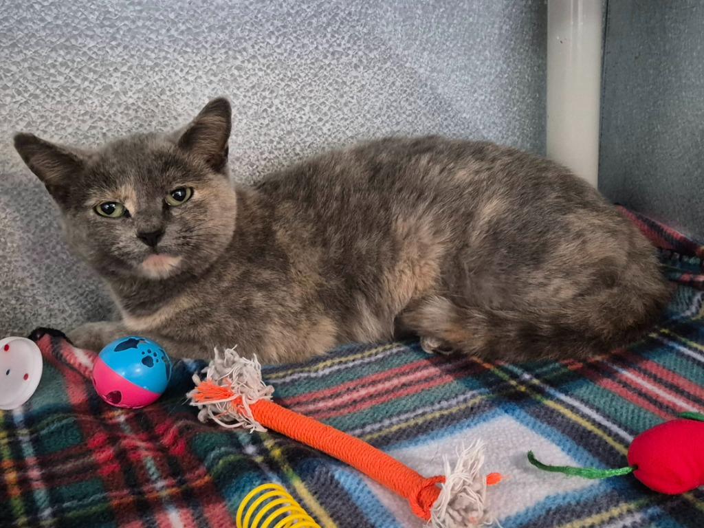 Enlarge Quasar, a Adoptable mixed breed in Moriarty, NM image 1/1