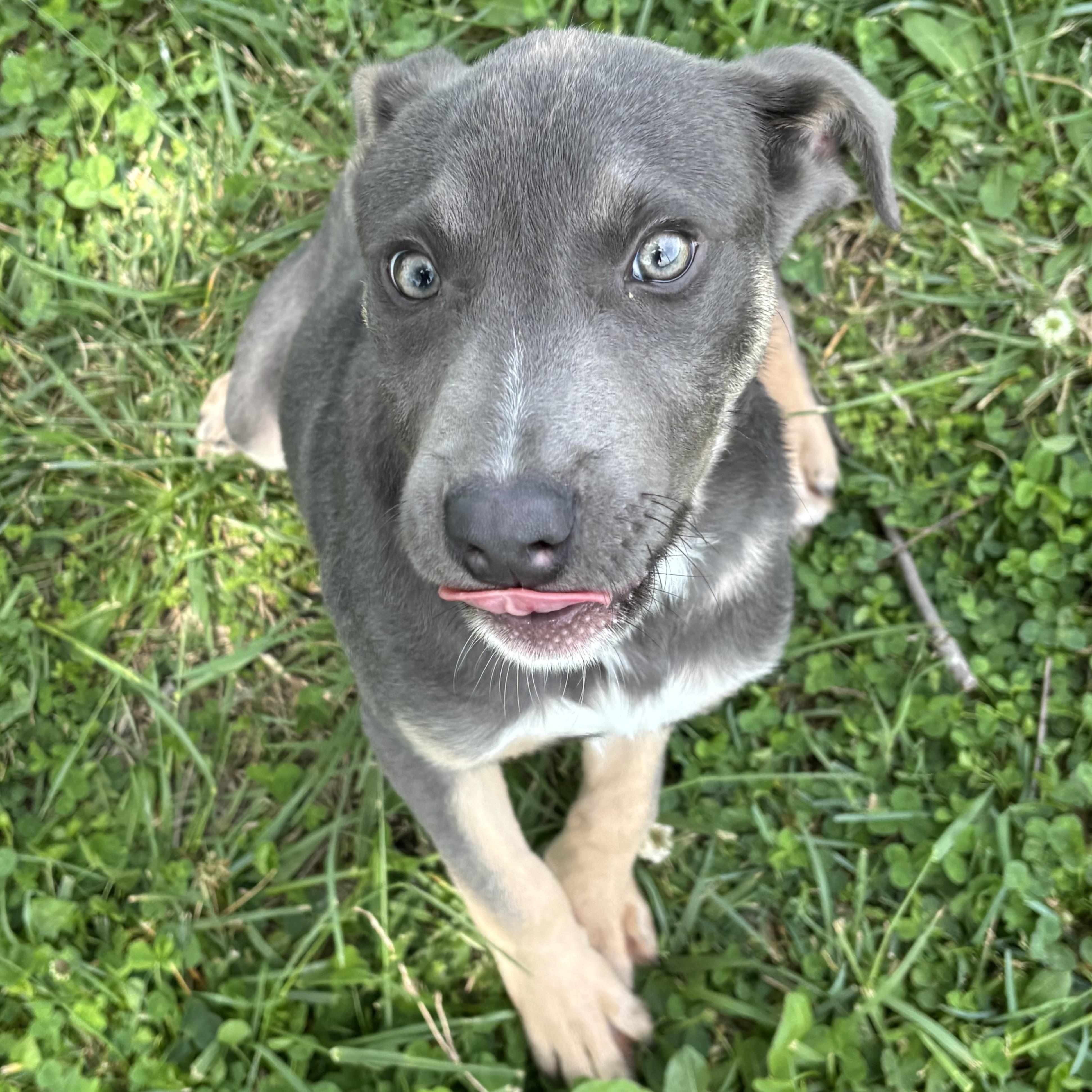 Enlarge Smidge, an adoptable Terrier in Lowell, AR image 5/6