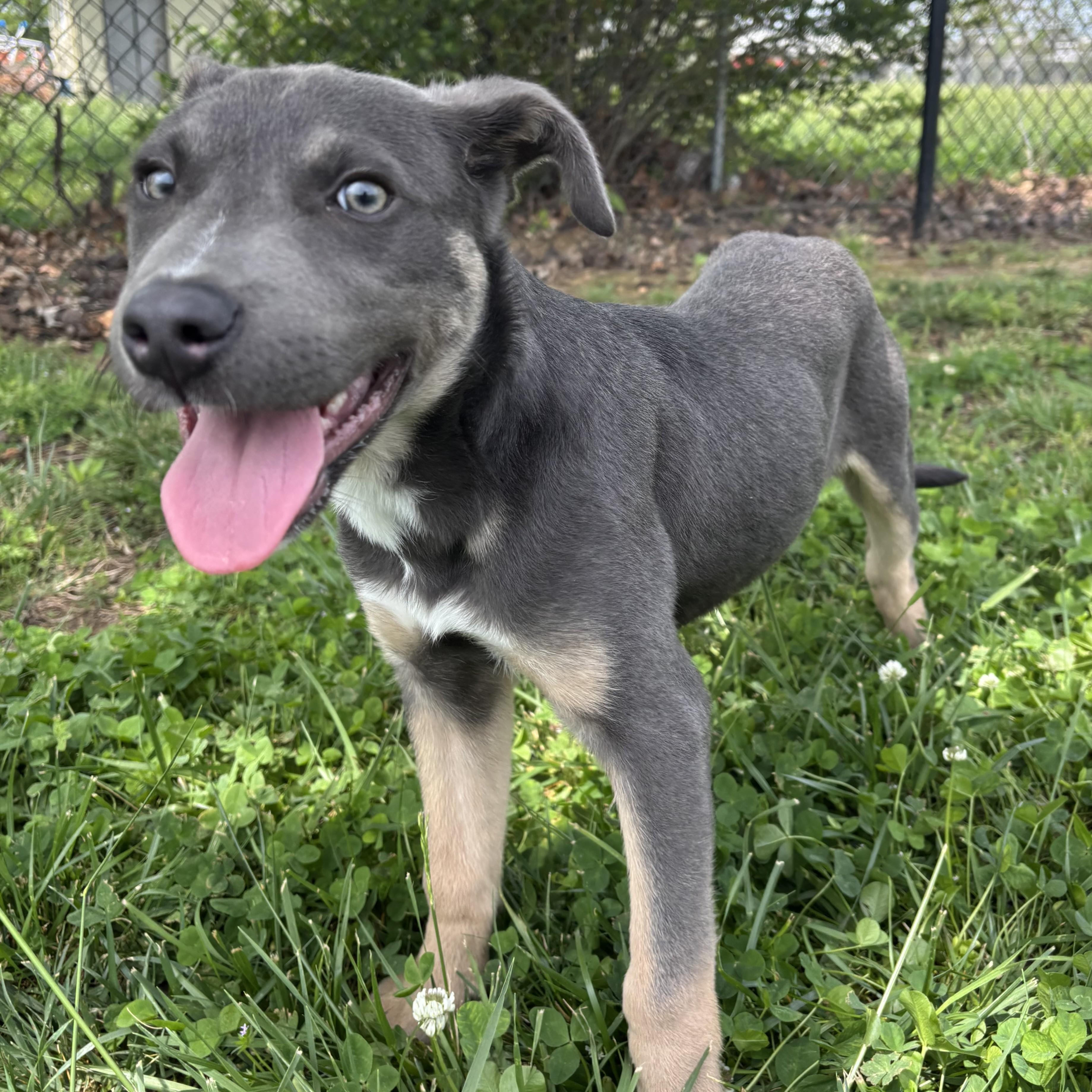 Enlarge Smidge, an adoptable Terrier in Lowell, AR image 2/6