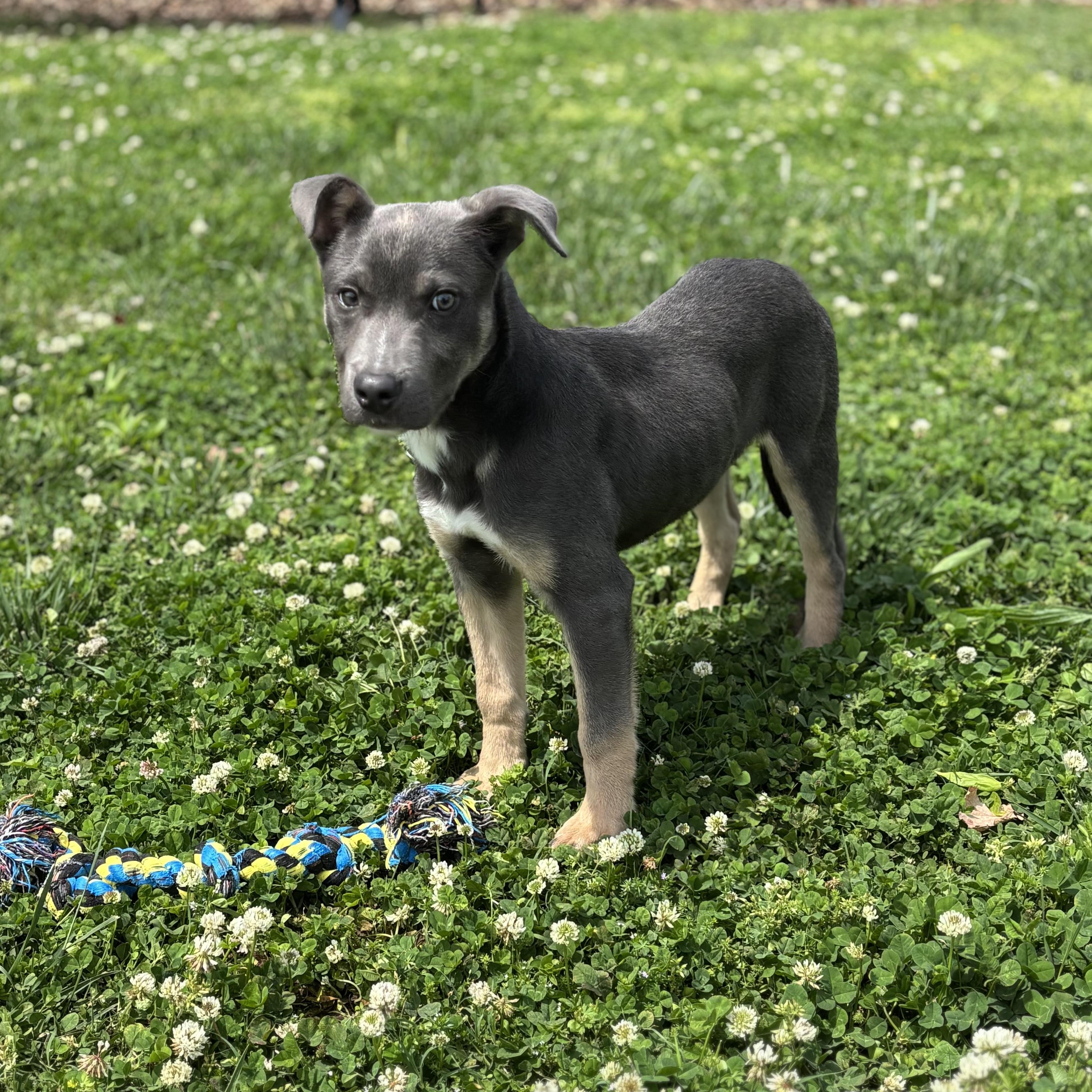 Enlarge Smidge, an adoptable Terrier in Lowell, AR image 3/6
