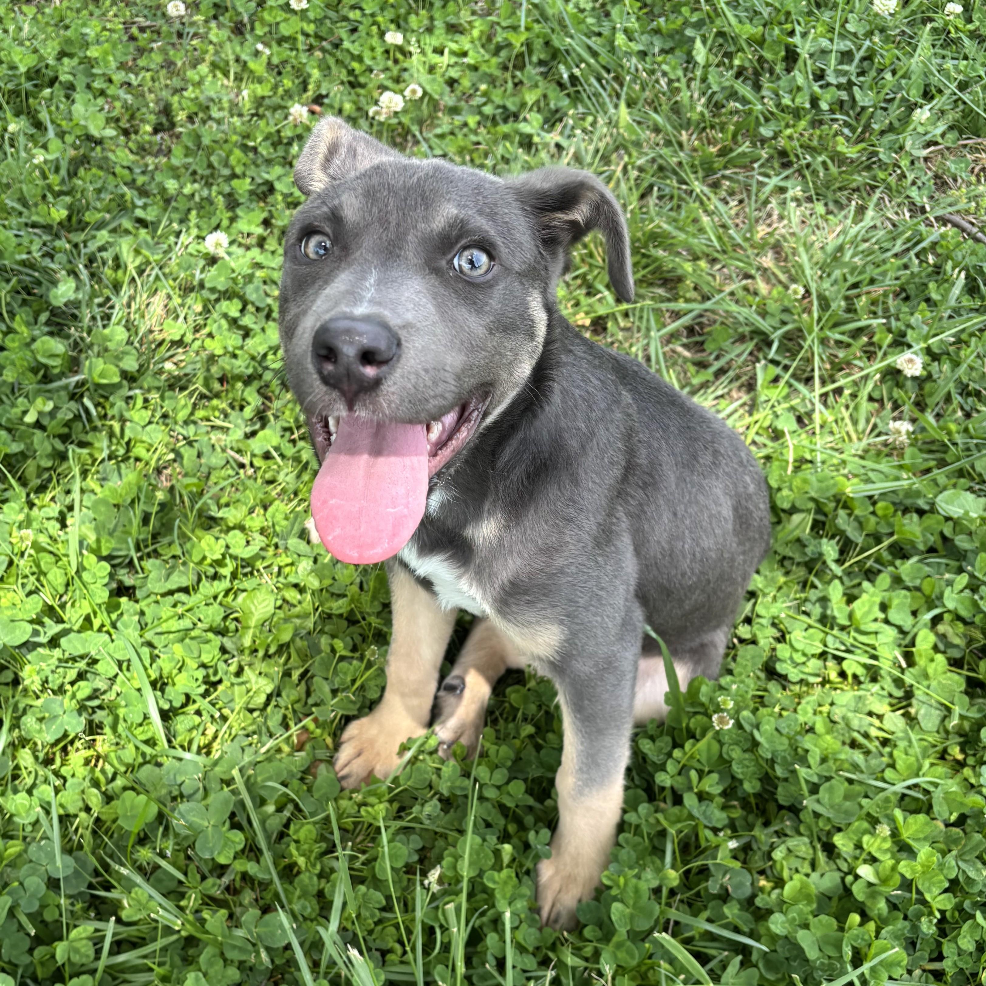 Enlarge Smidge, an adoptable Terrier in Lowell, AR image 1/6