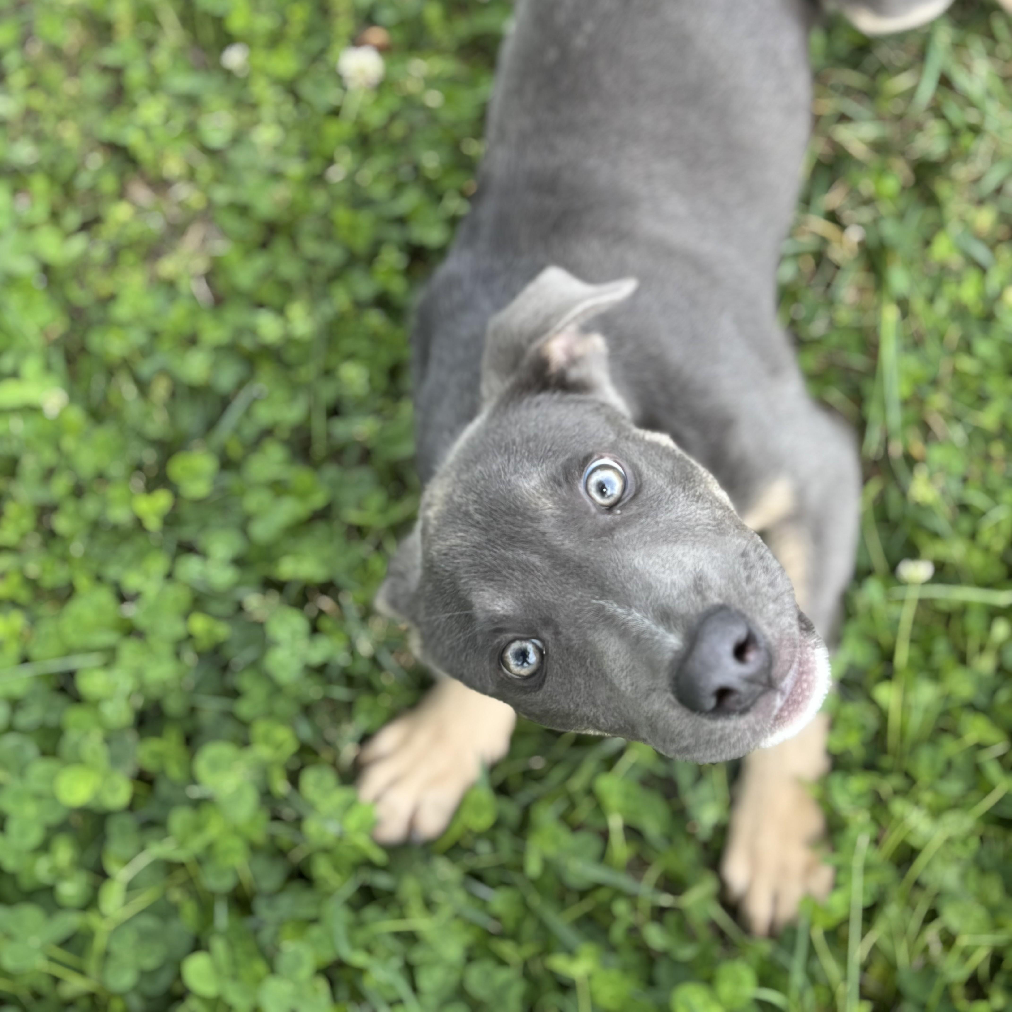 Enlarge Smidge, an adoptable Terrier in Lowell, AR image 4/6
