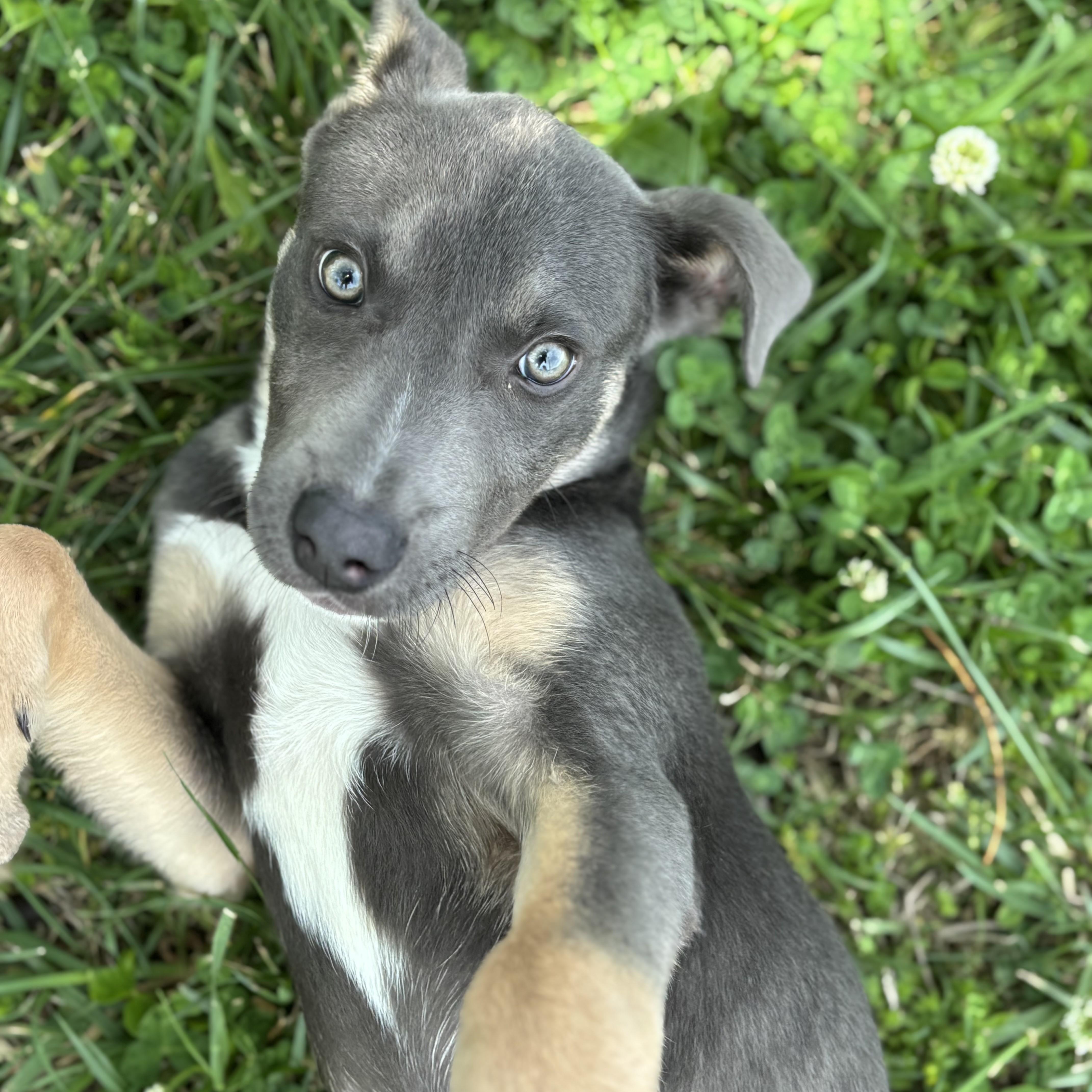 Enlarge Smidge, an adoptable Terrier in Lowell, AR image 6/6