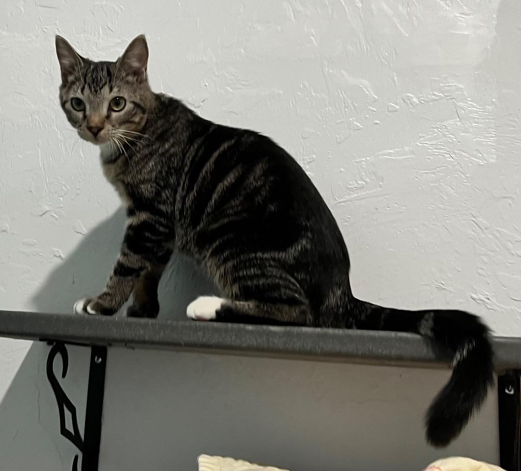 Waffles, Adoptable, Adult Female Domestic Short Hair.