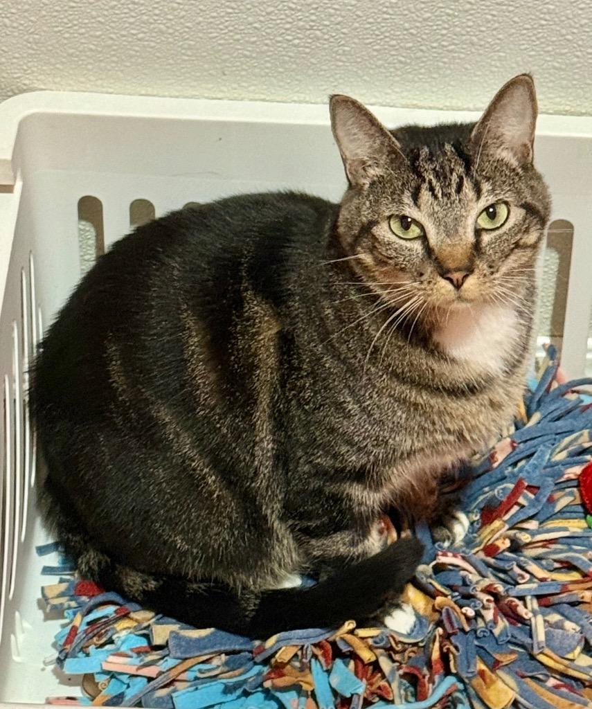Enlarge Waffles, a Adoptable mixed breed in Labelle, FL image 2/4