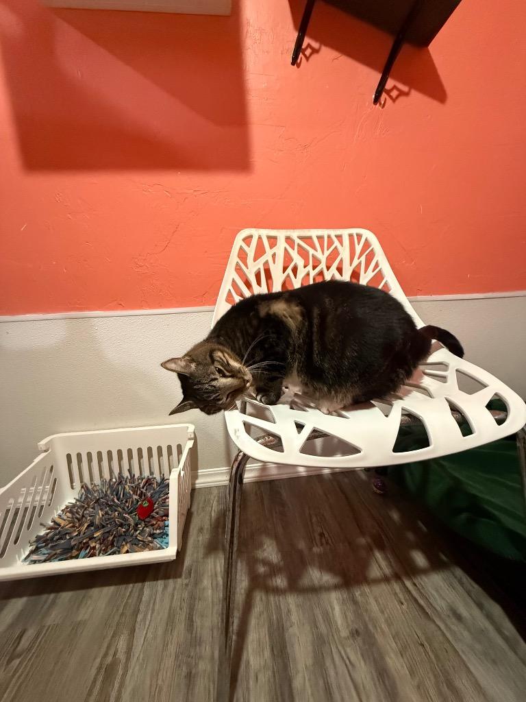 Enlarge Waffles, a Adoptable mixed breed in Labelle, FL image 4/4