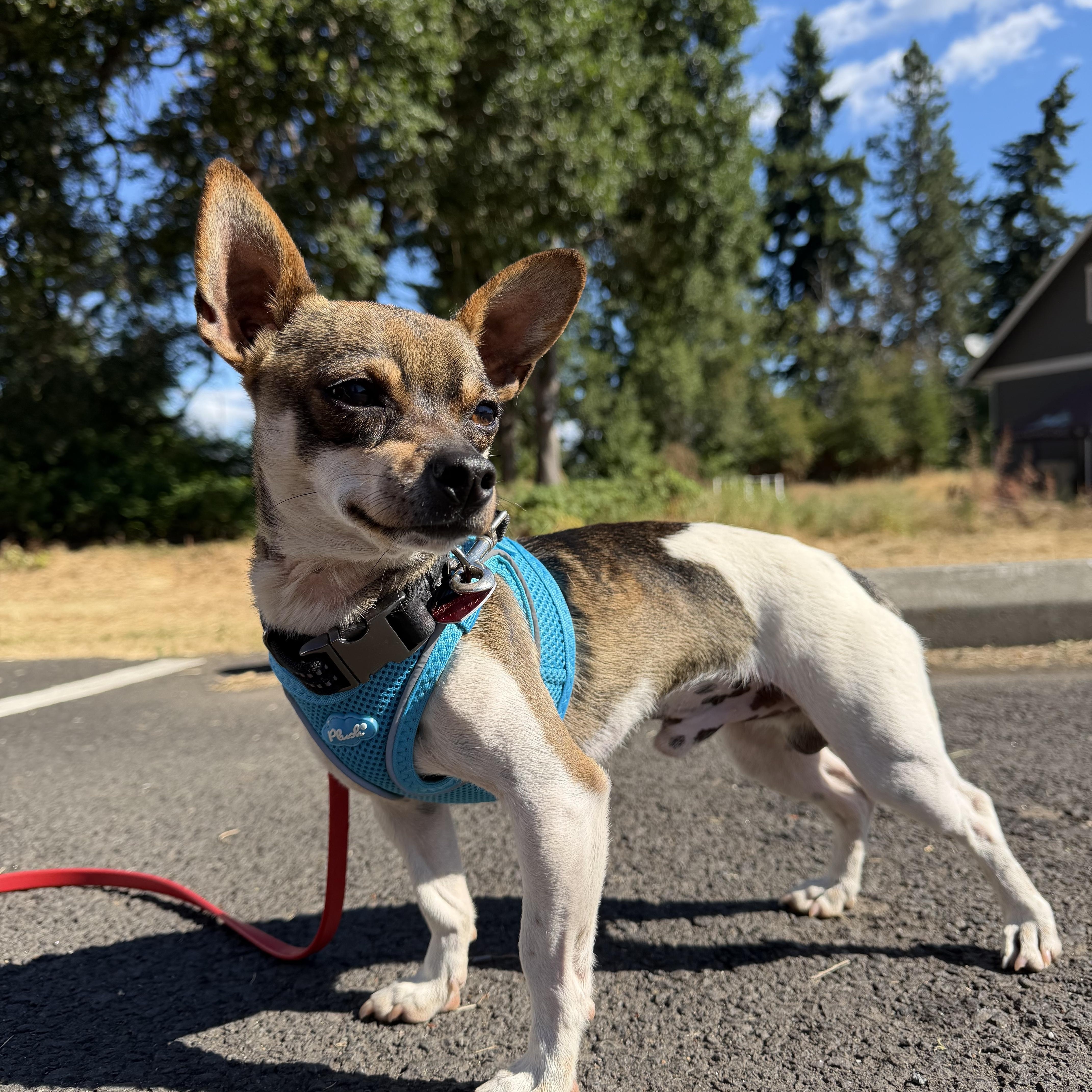 Rambo, adopted, Adult Male Chihuahua.