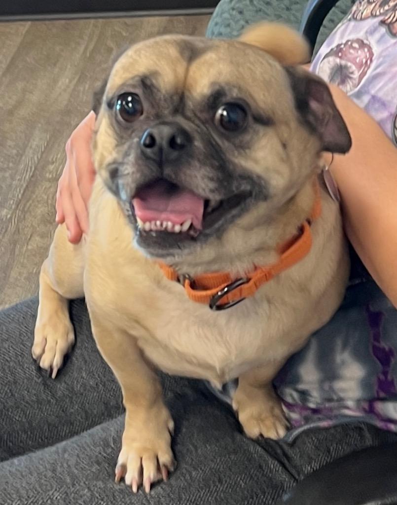 Enlarge Sam the Pug, a Adoptable mixed breed in Lake Forest, CA image 1/2